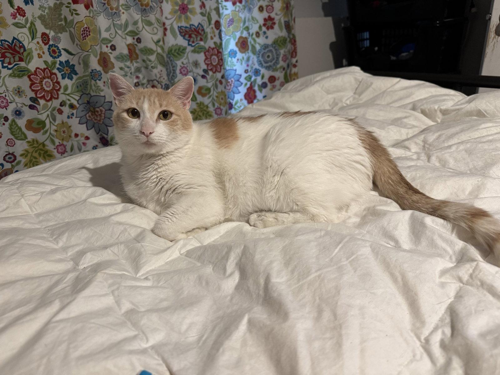 Elsa, Adoptable, Young Female Domestic Short Hair.