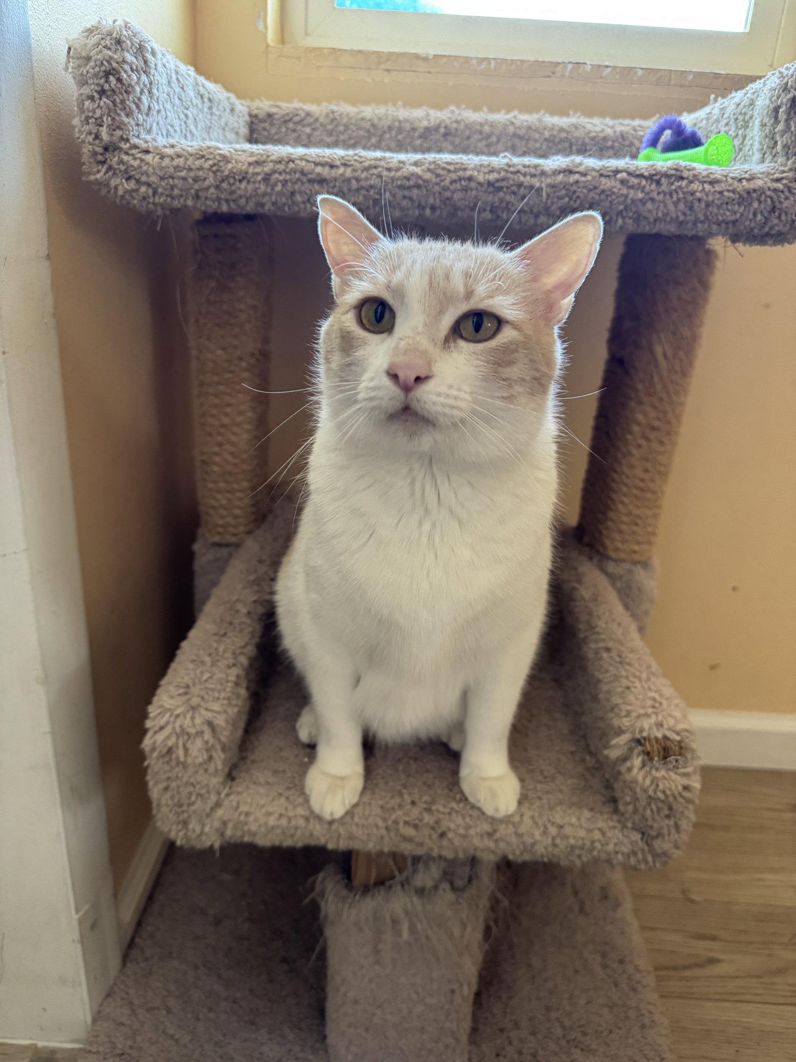 Enlarge Elsa, a Adoptable Domestic Short Hair in Williamsburg, NM image 2/3