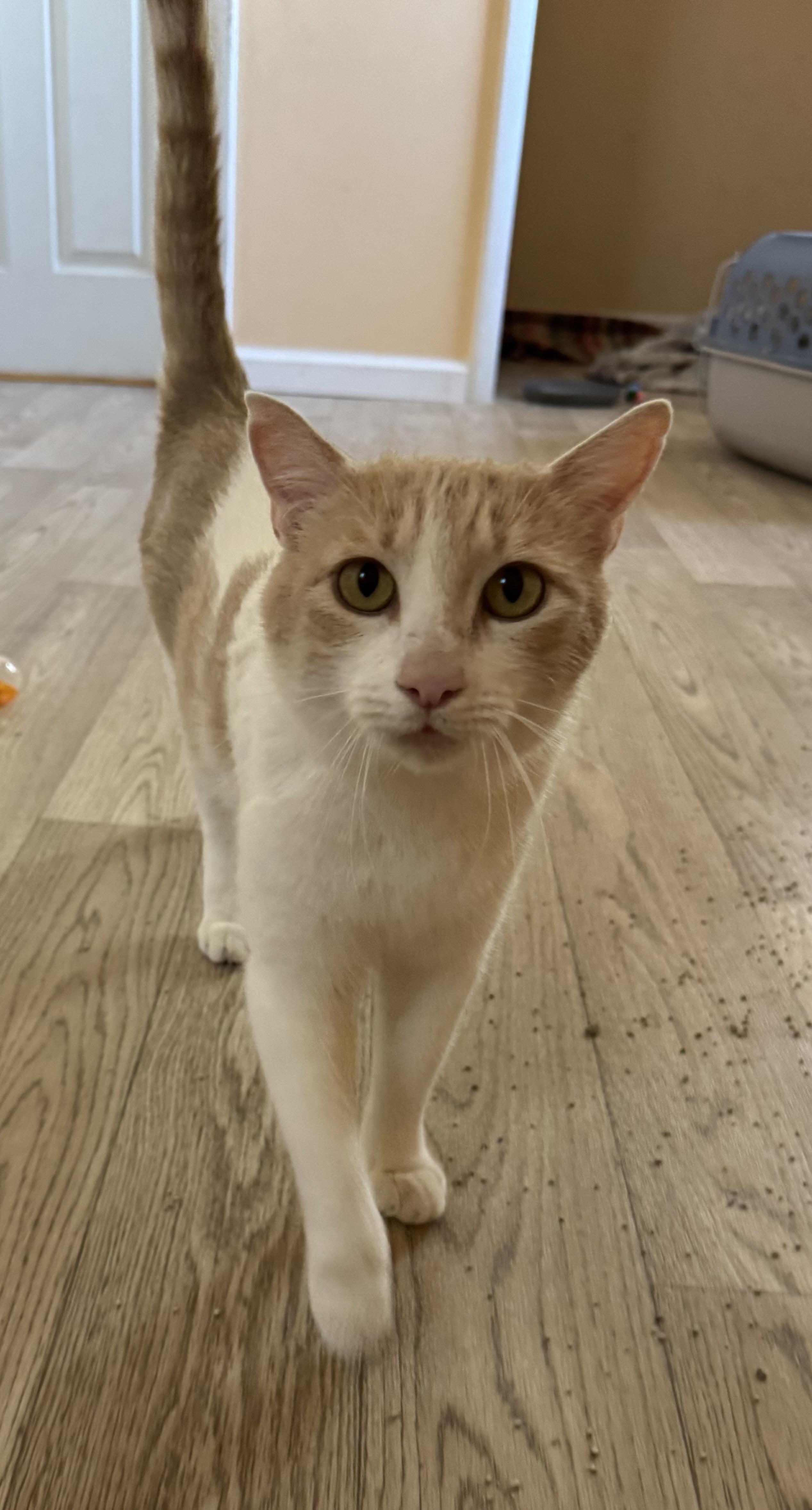 Enlarge Elsa, a Adoptable Domestic Short Hair in Williamsburg, NM image 4/6
