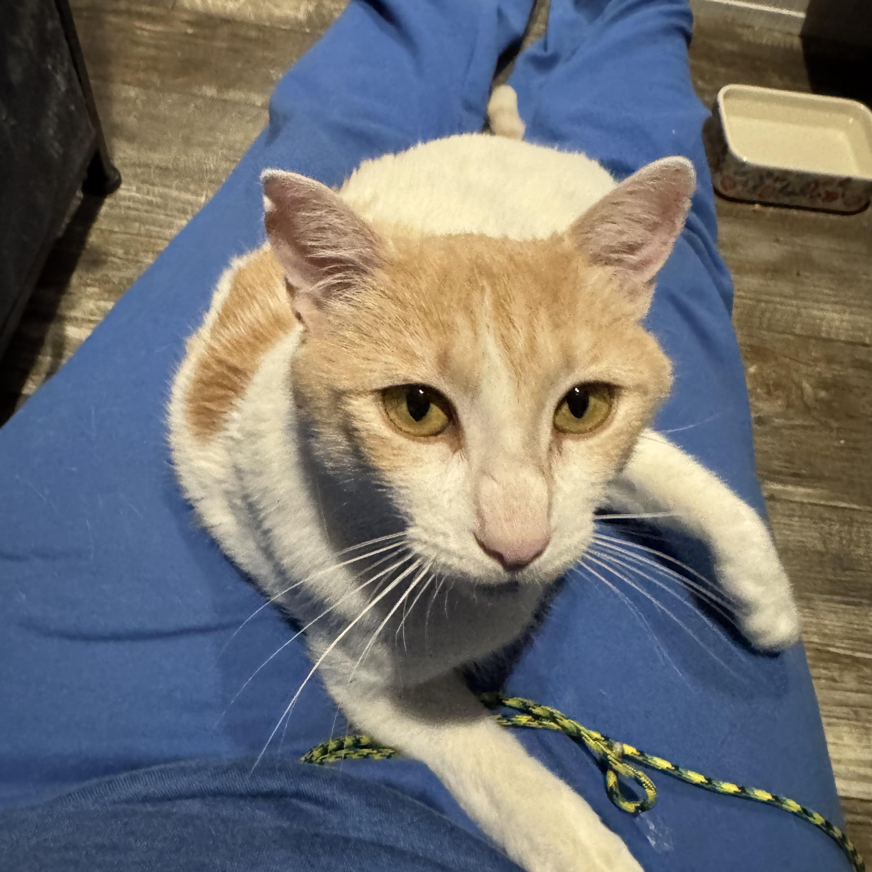 Elsa, Adoptable, Young Female Domestic Short Hair.