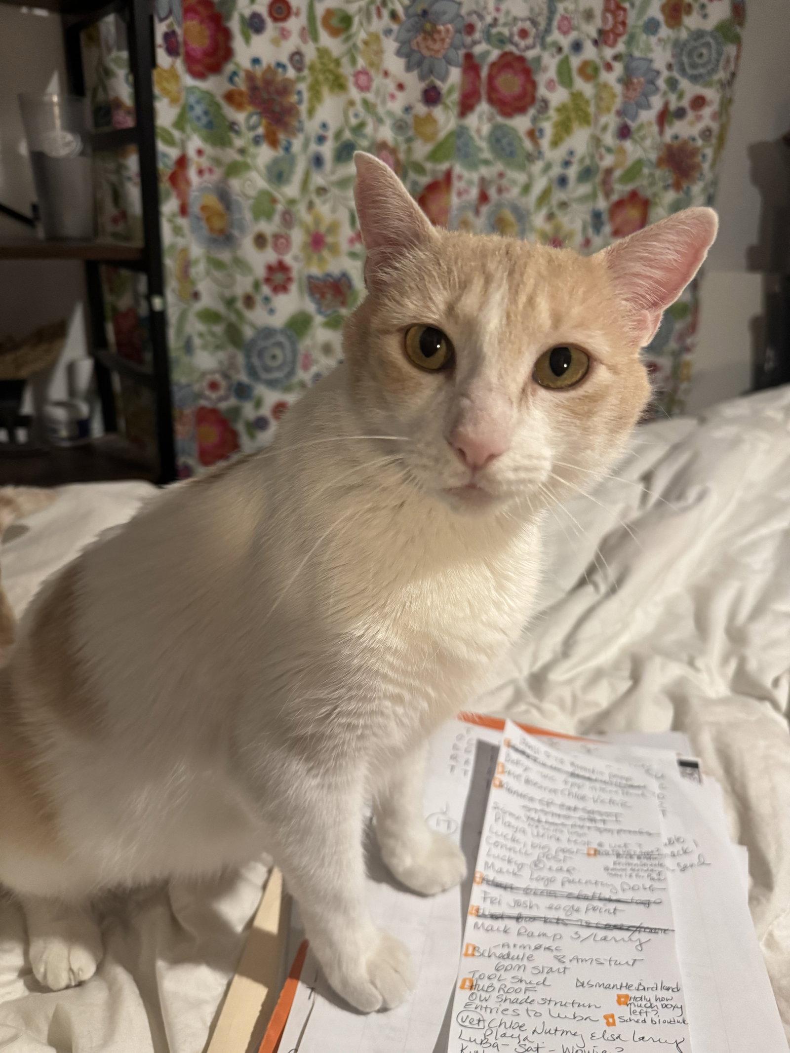 Enlarge Elsa, a Adoptable Domestic Short Hair in Williamsburg, NM image 3/3