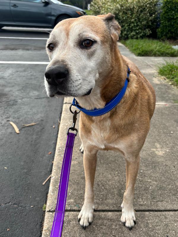 Enlarge Noah, a Adoptable mixed breed in Palm Bay , FL image 1/3