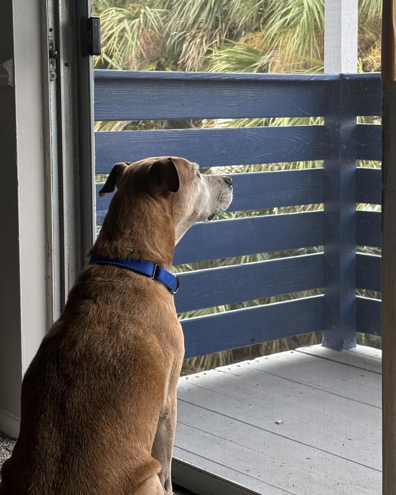 Enlarge Noah, a Adoptable mixed breed in Palm Bay , FL image 2/3