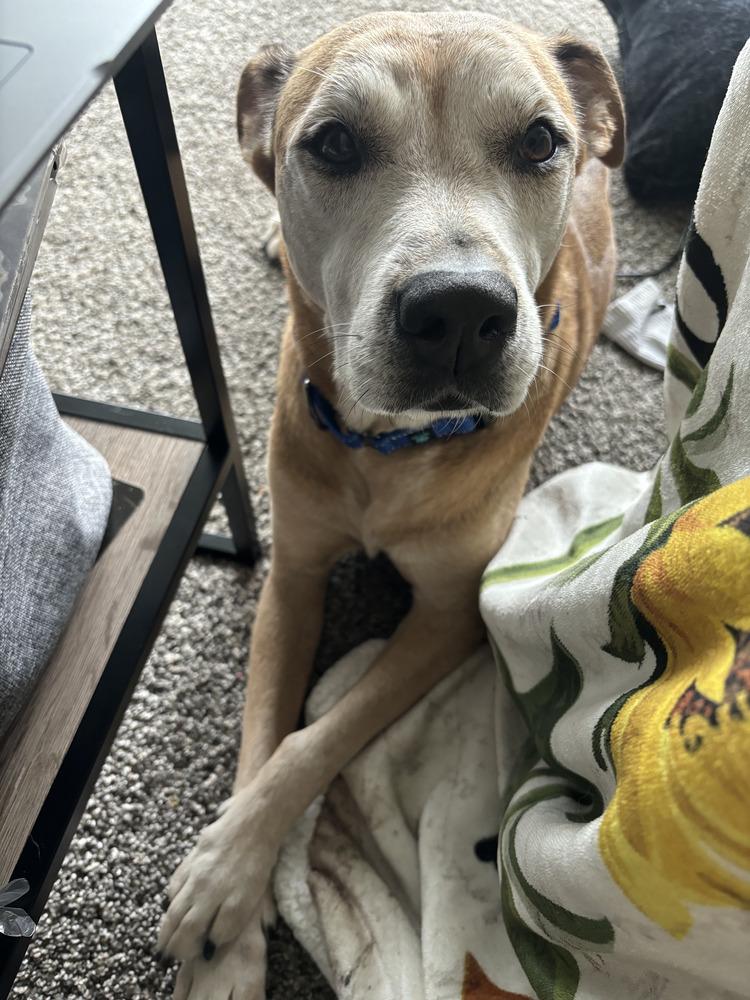 Enlarge Noah, a Adoptable mixed breed in Palm Bay , FL image 3/3