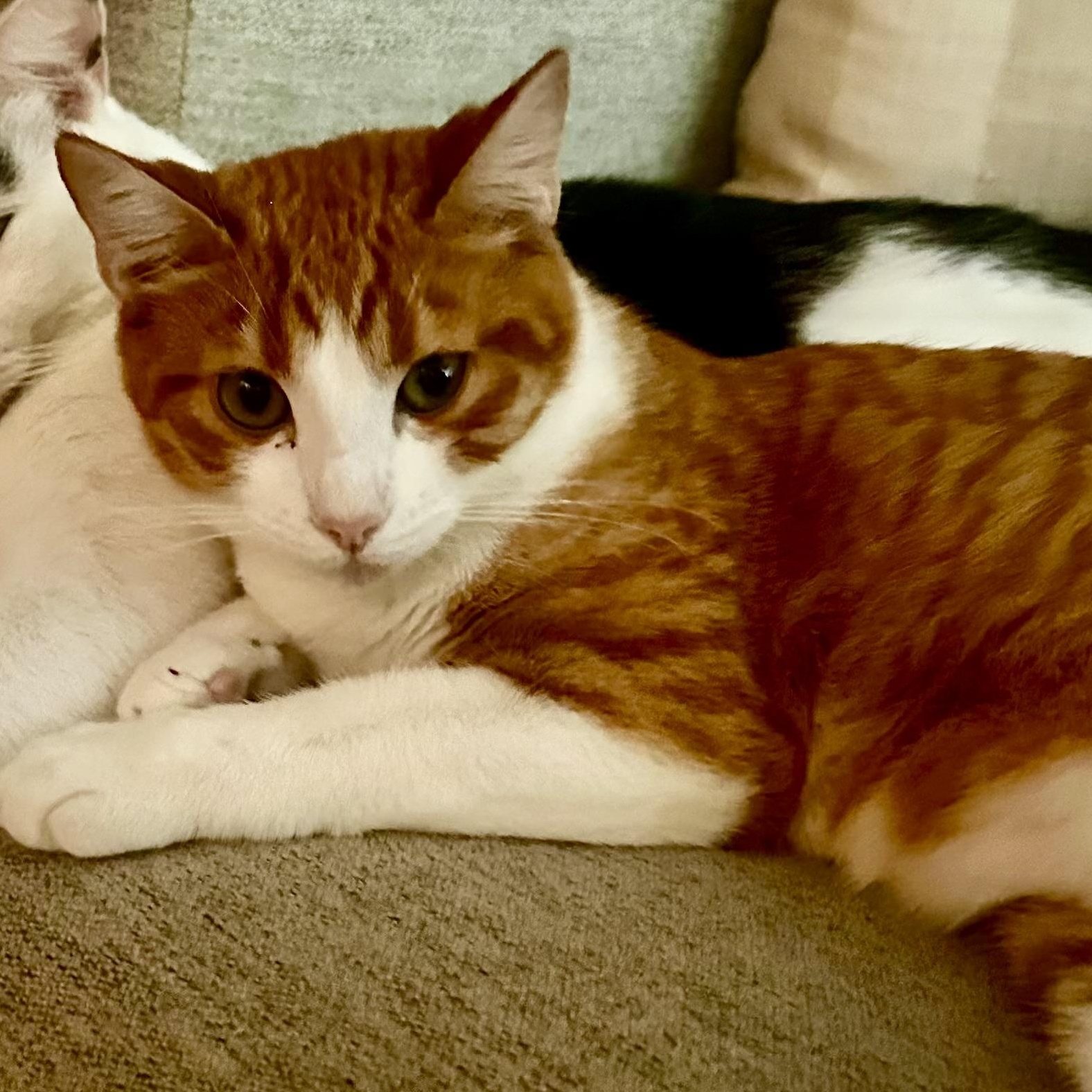 Georgio Armani, Adoptable, Young Female Domestic Short Hair.