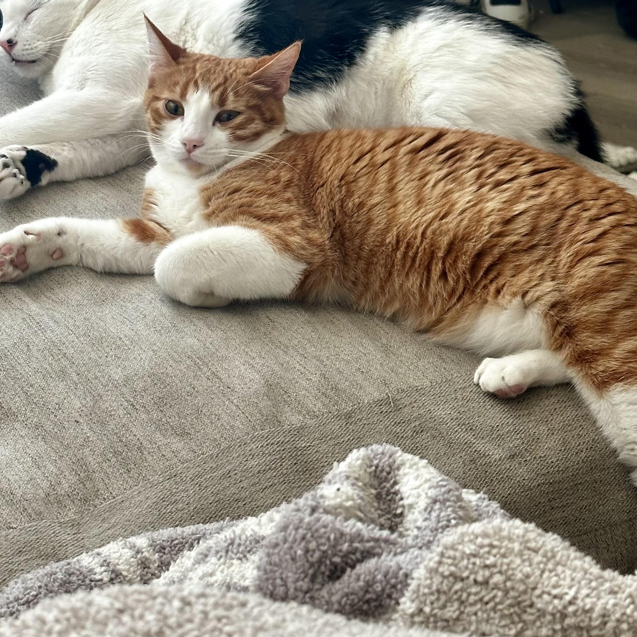 Enlarge Georgio Armani, a Adoptable Domestic Short Hair in San Juan Capistrano, CA image 3/6