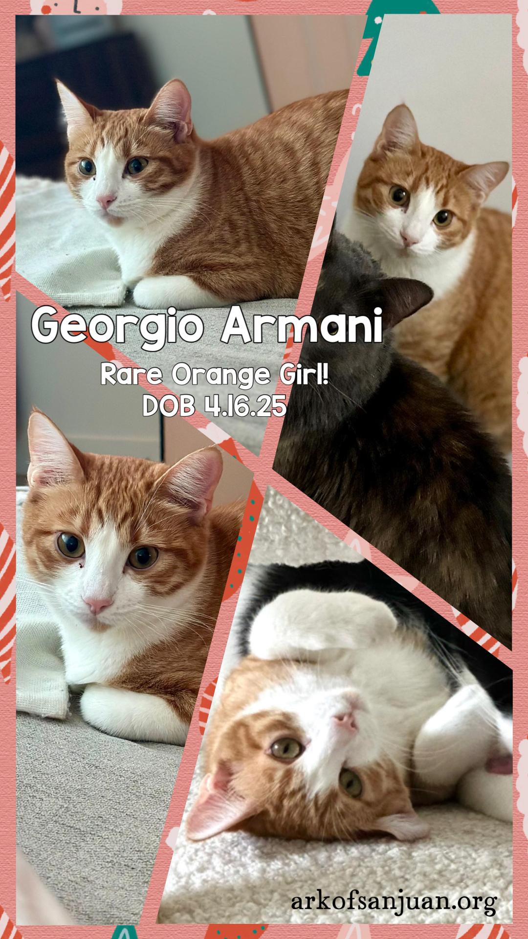 Georgio Armani, Adoptable, Young Female Domestic Short Hair.