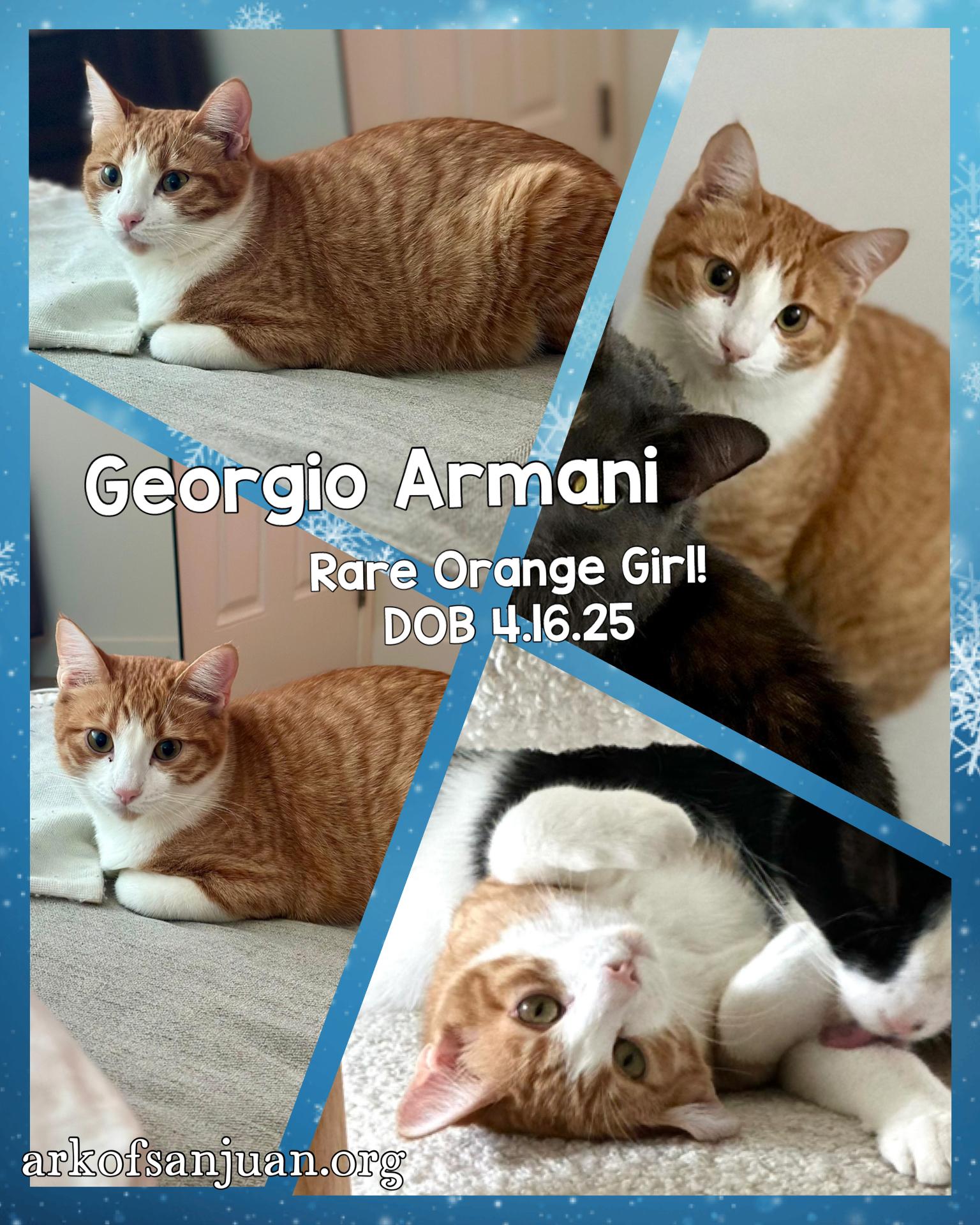 Enlarge Georgio Armani, a Adoptable Domestic Short Hair in San Juan Capistrano, CA image 6/6