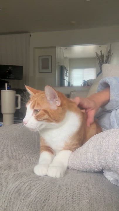 Enlarge Georgio Armani, a Adoptable Domestic Short Hair in San Juan Capistrano, CA video 4/6