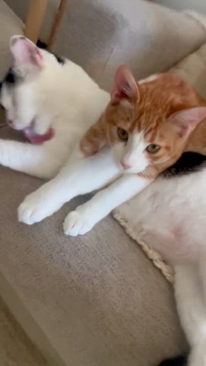 Enlarge Georgio Armani, a Adoptable Domestic Short Hair in San Juan Capistrano, CA video 6/6