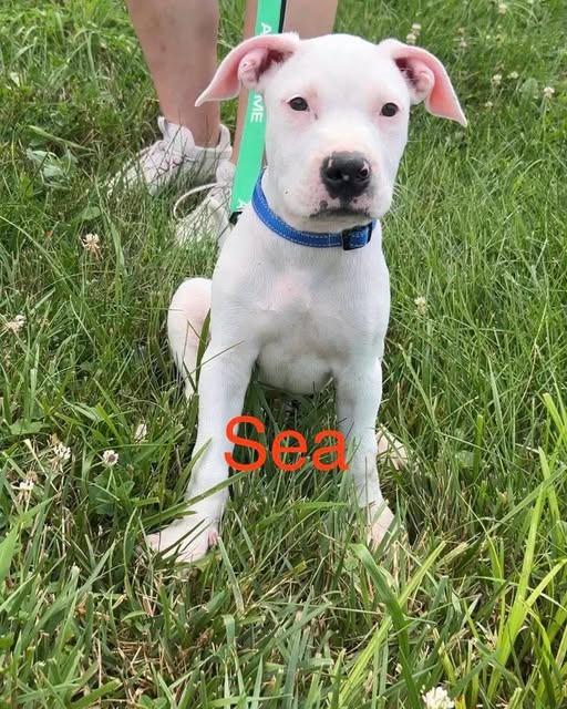 Enlarge Sea, a Adoptable mixed breed in Lexington, KY image 1/1