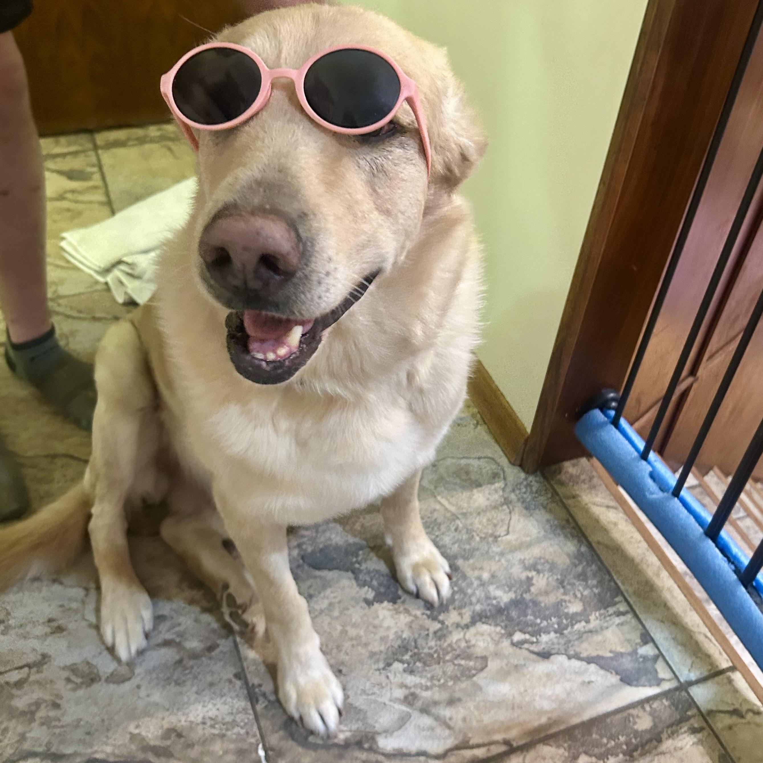 Lucky, Adoptable, Senior Male Yellow Labrador Retriever.