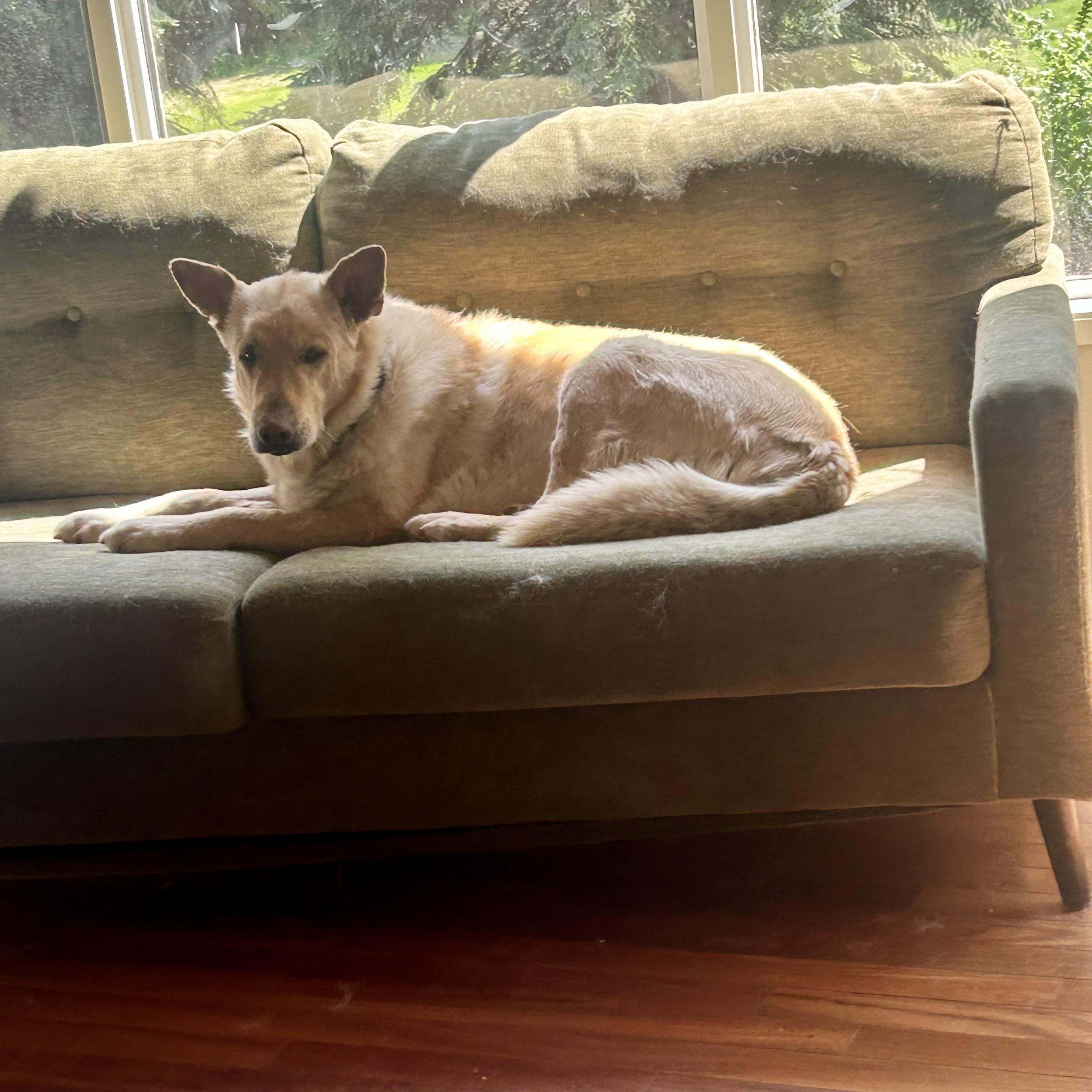 Lucky, a Adoptable mixed breed in Edmonton, AB image 4/5