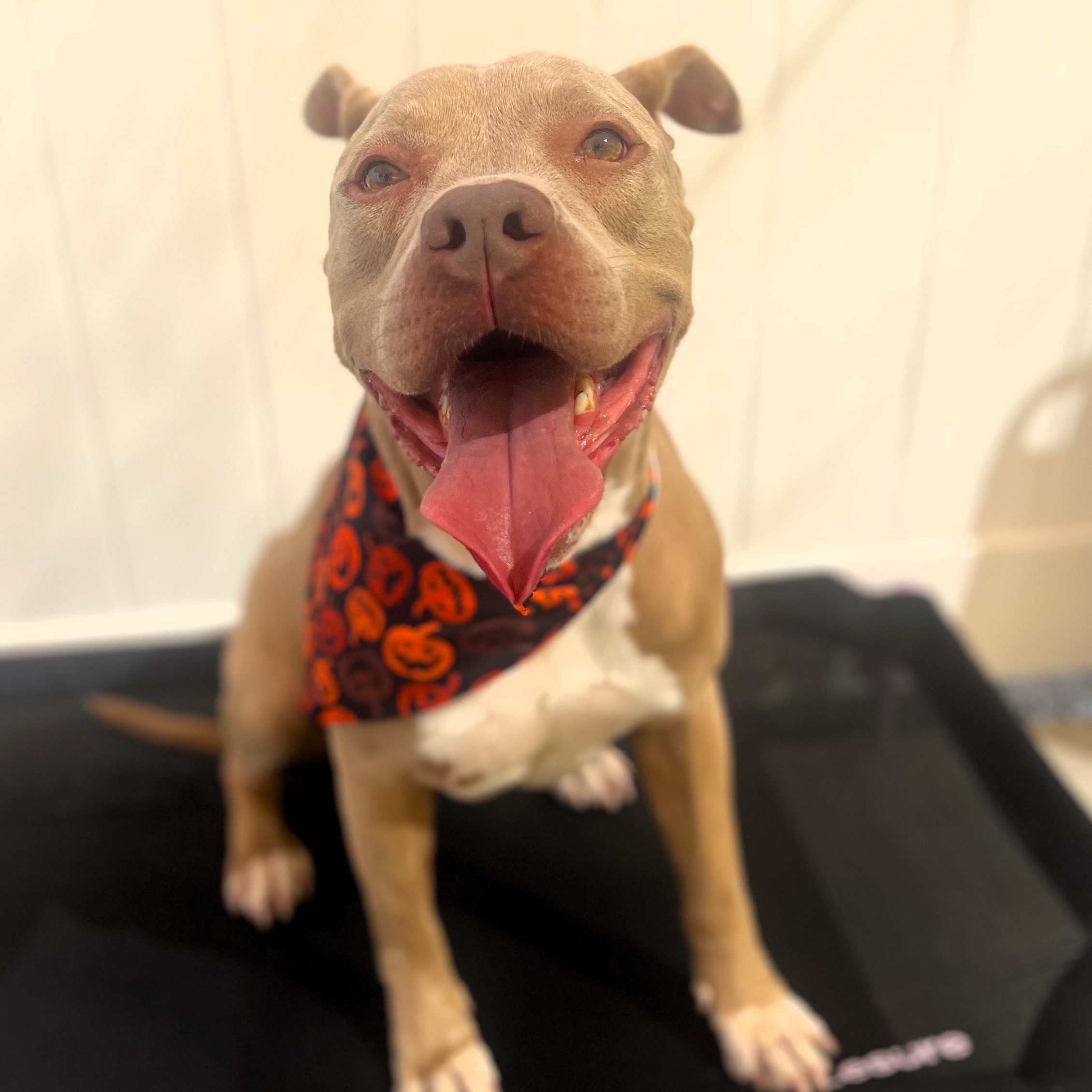 Finn-The Most Wonderful Personality