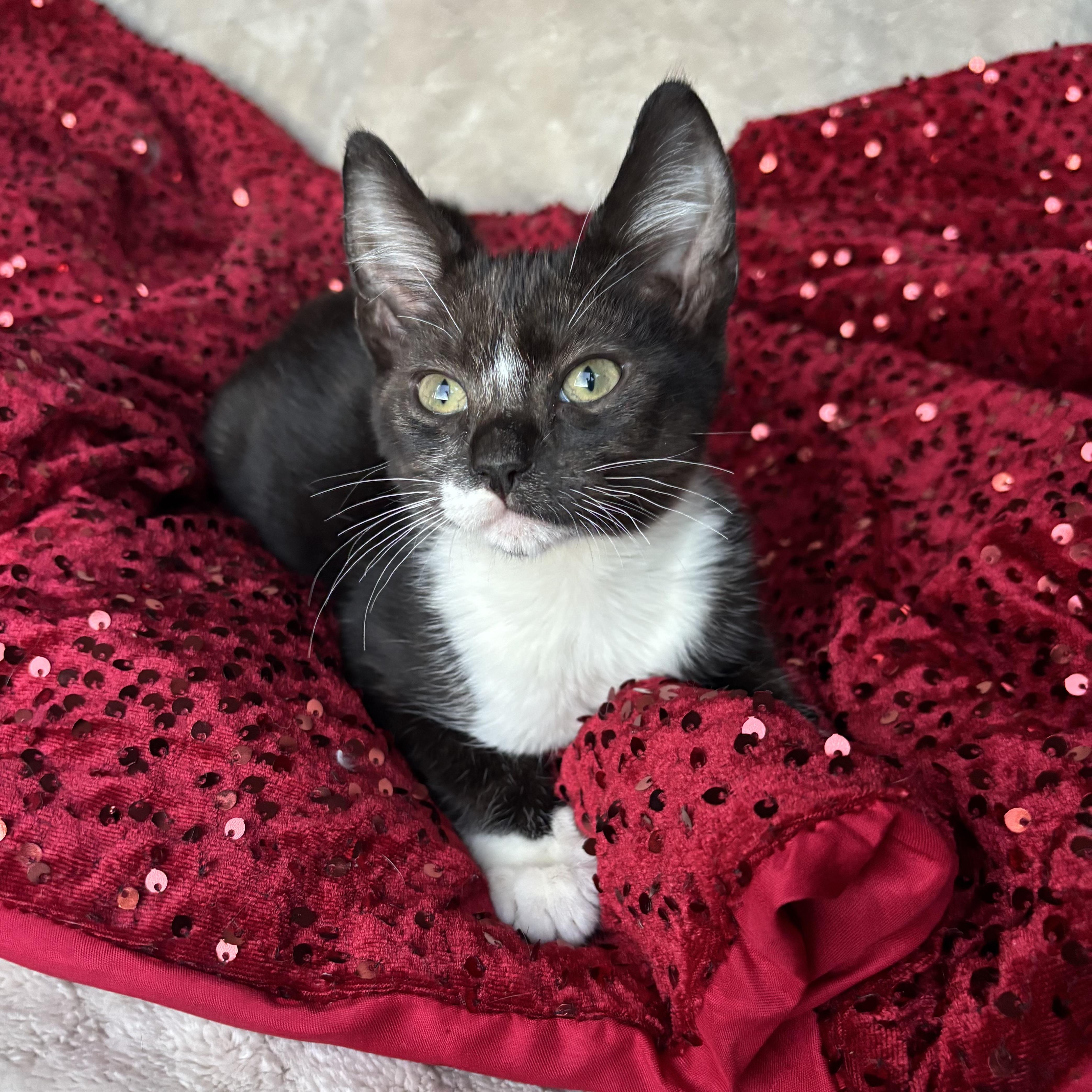 Regina, an adoptable Tuxedo in Monroe, WA image 1/6