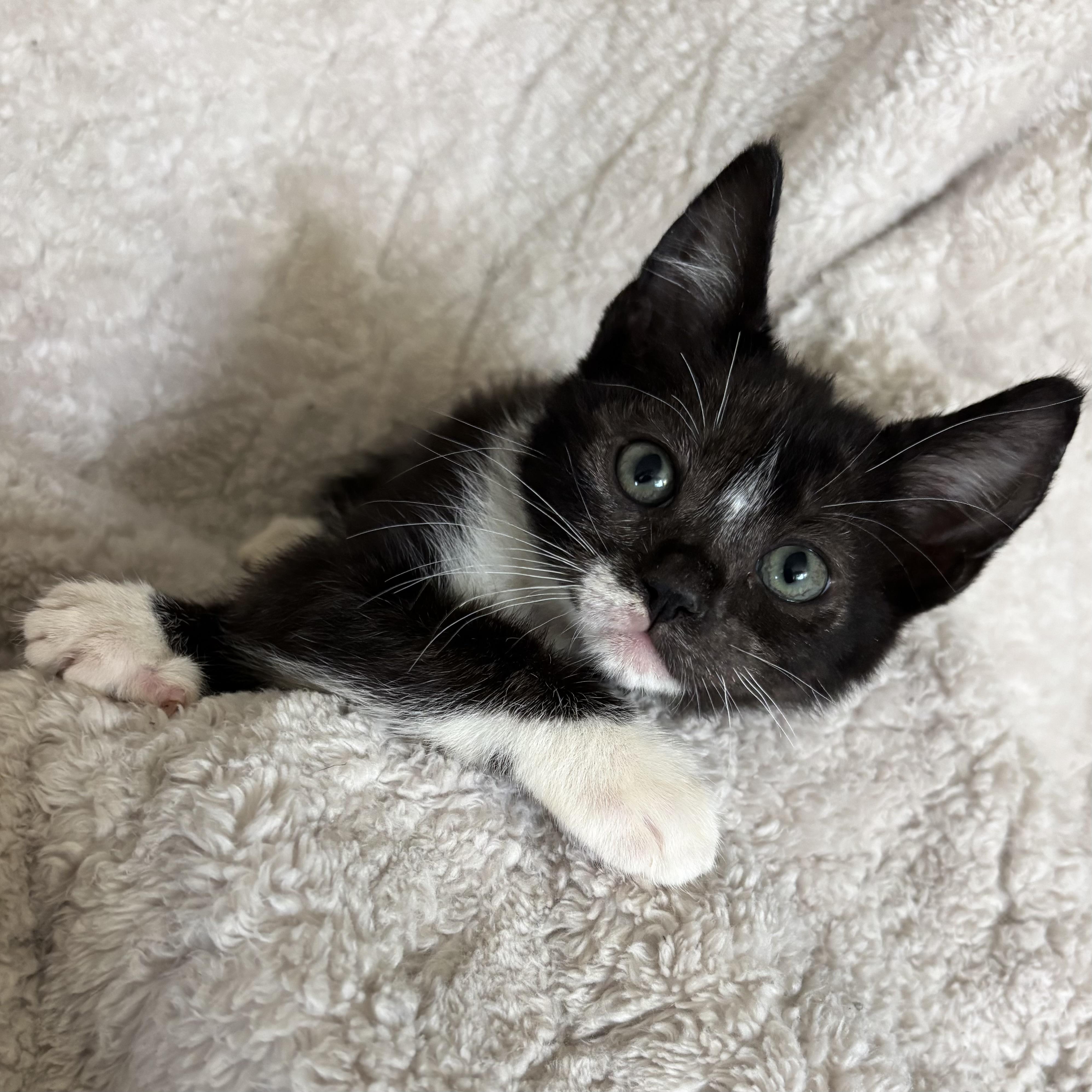 Regina, an adoptable Tuxedo in Monroe, WA image 5/6