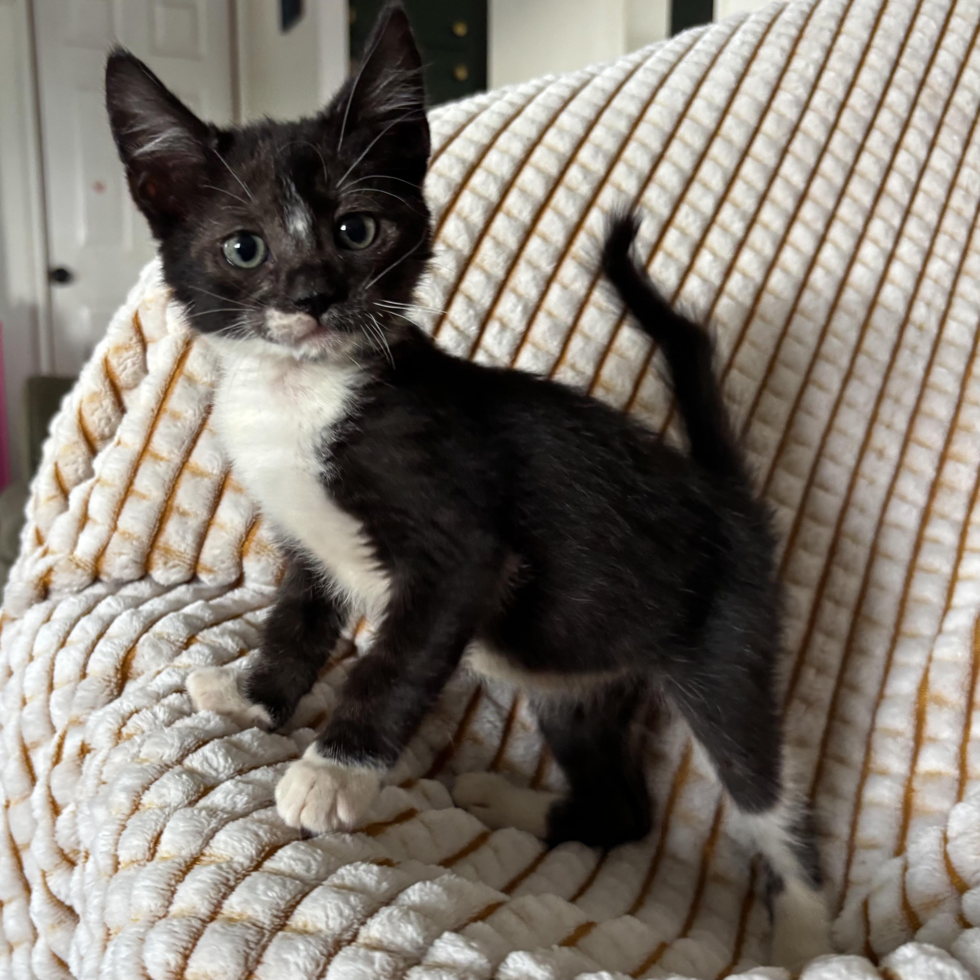 Regina, an adoptable Tuxedo in Monroe, WA image 6/6