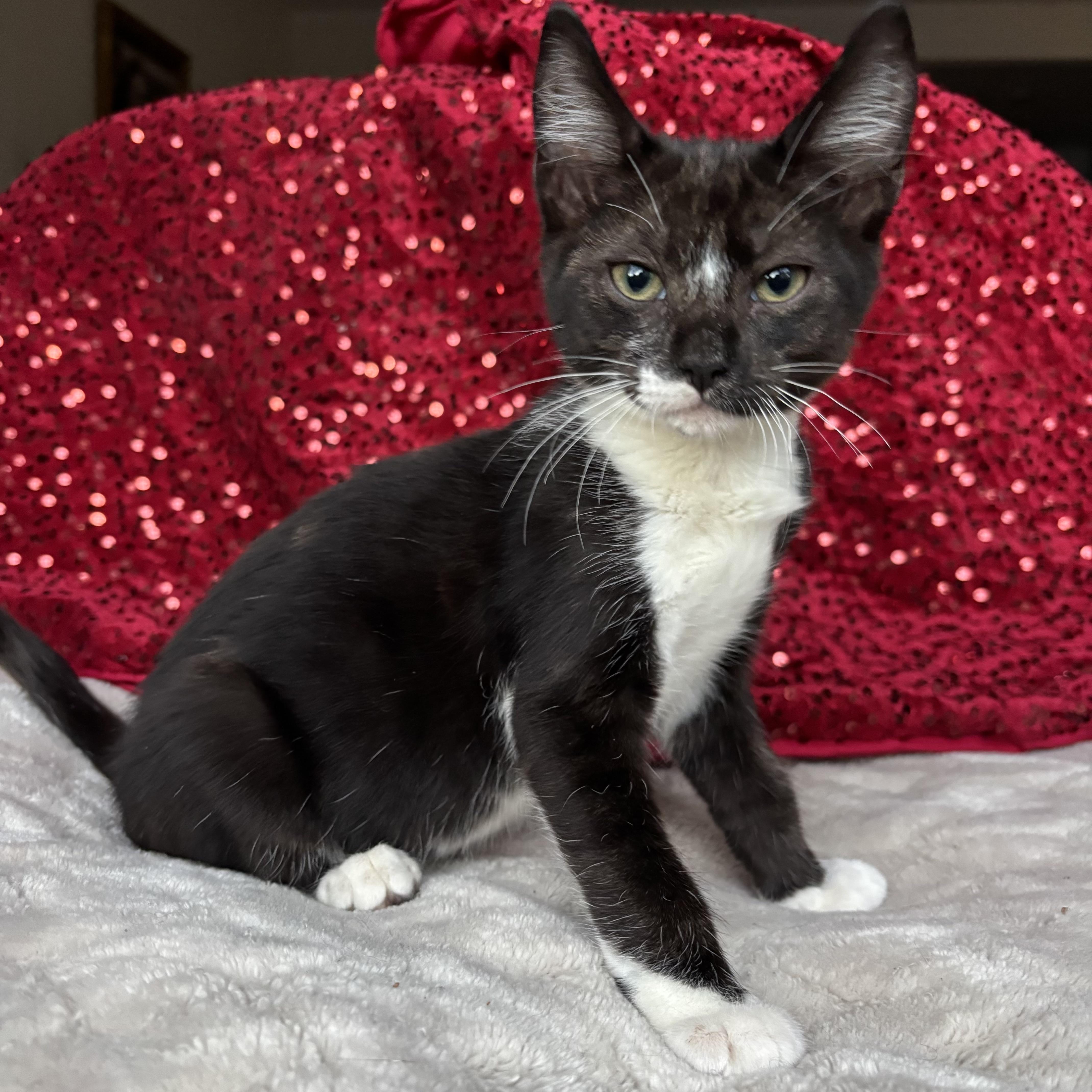 Regina, an adoptable Tuxedo in Monroe, WA image 2/6
