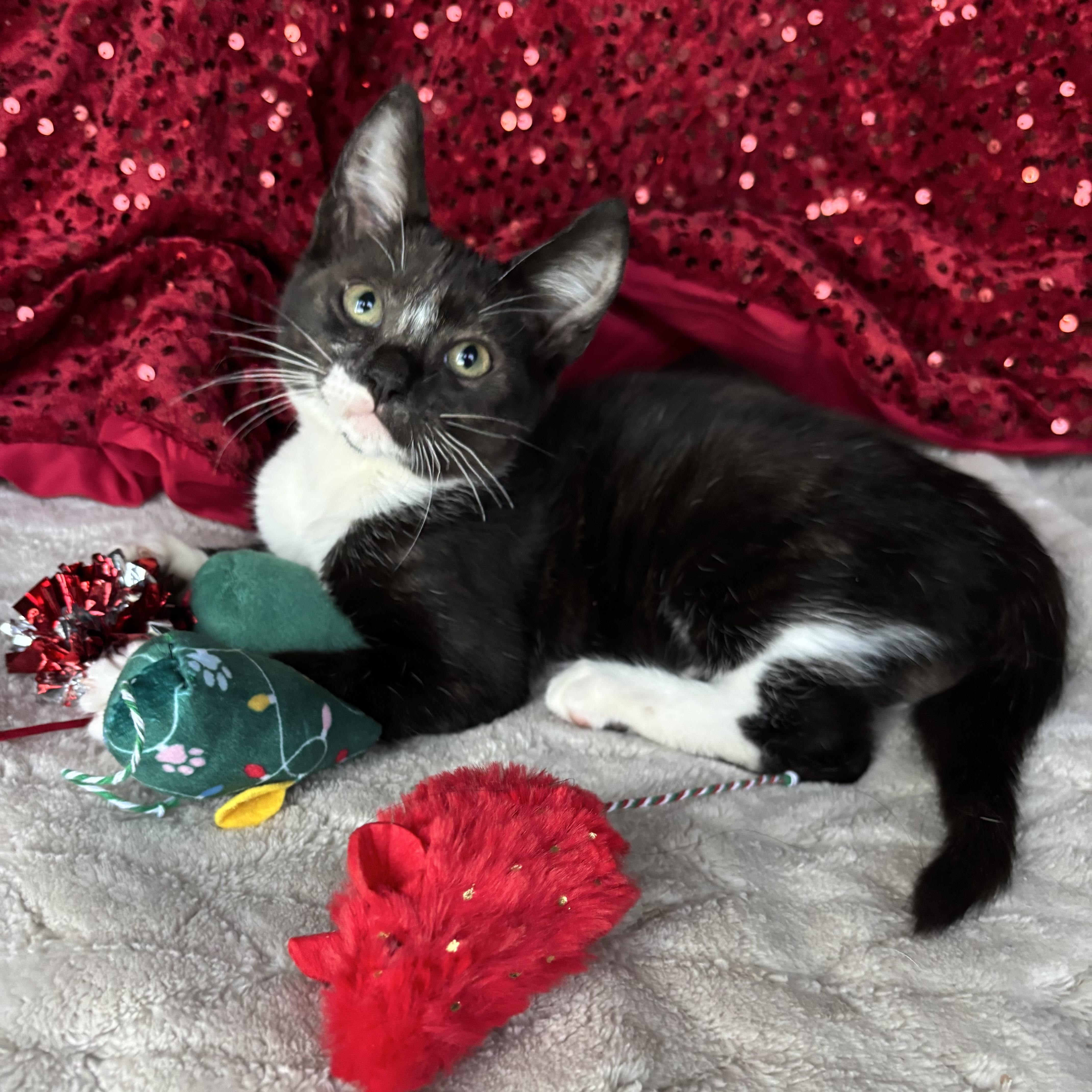 Regina, an adoptable Tuxedo in Monroe, WA image 3/6