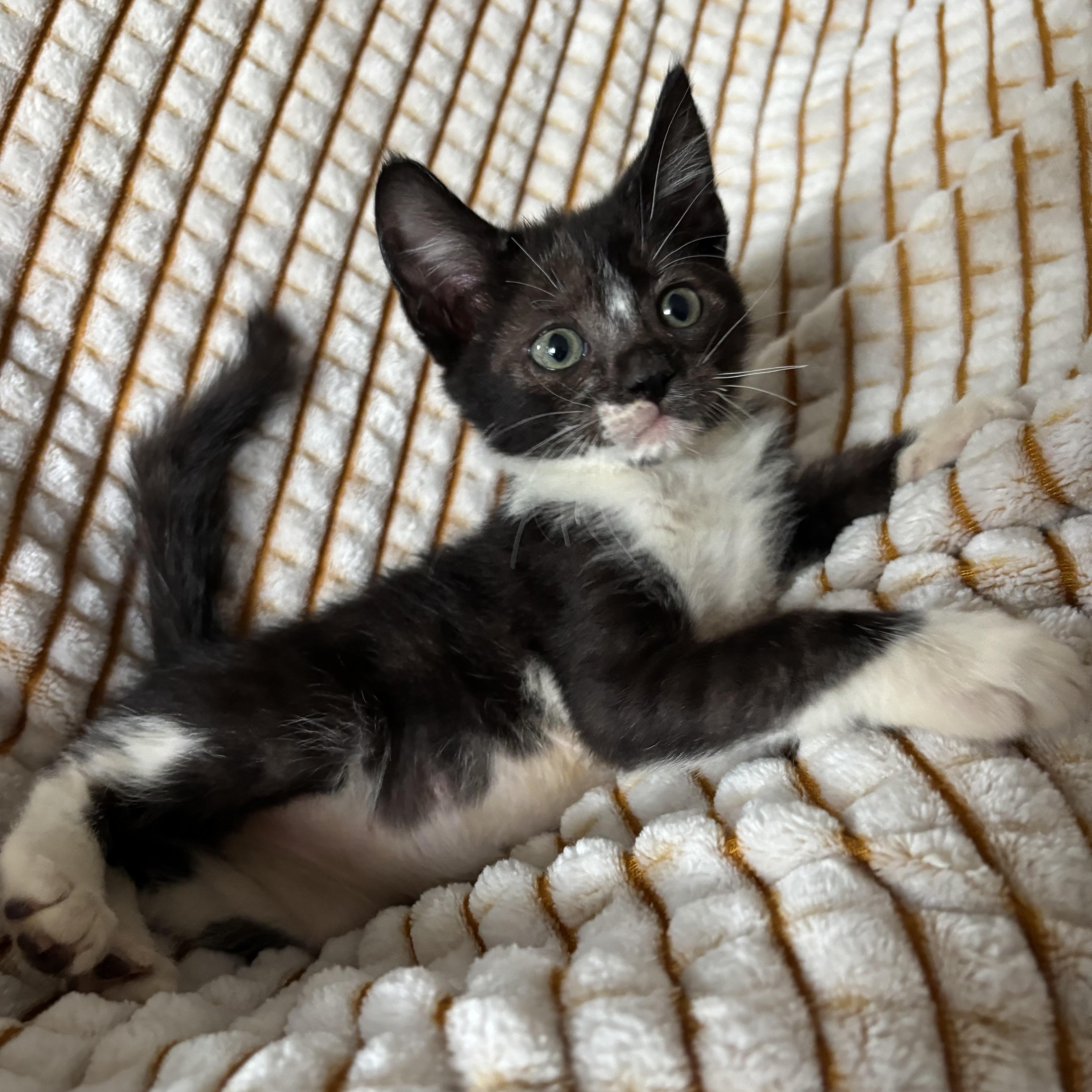 Regina, adoptable, Kitten Female Tuxedo.