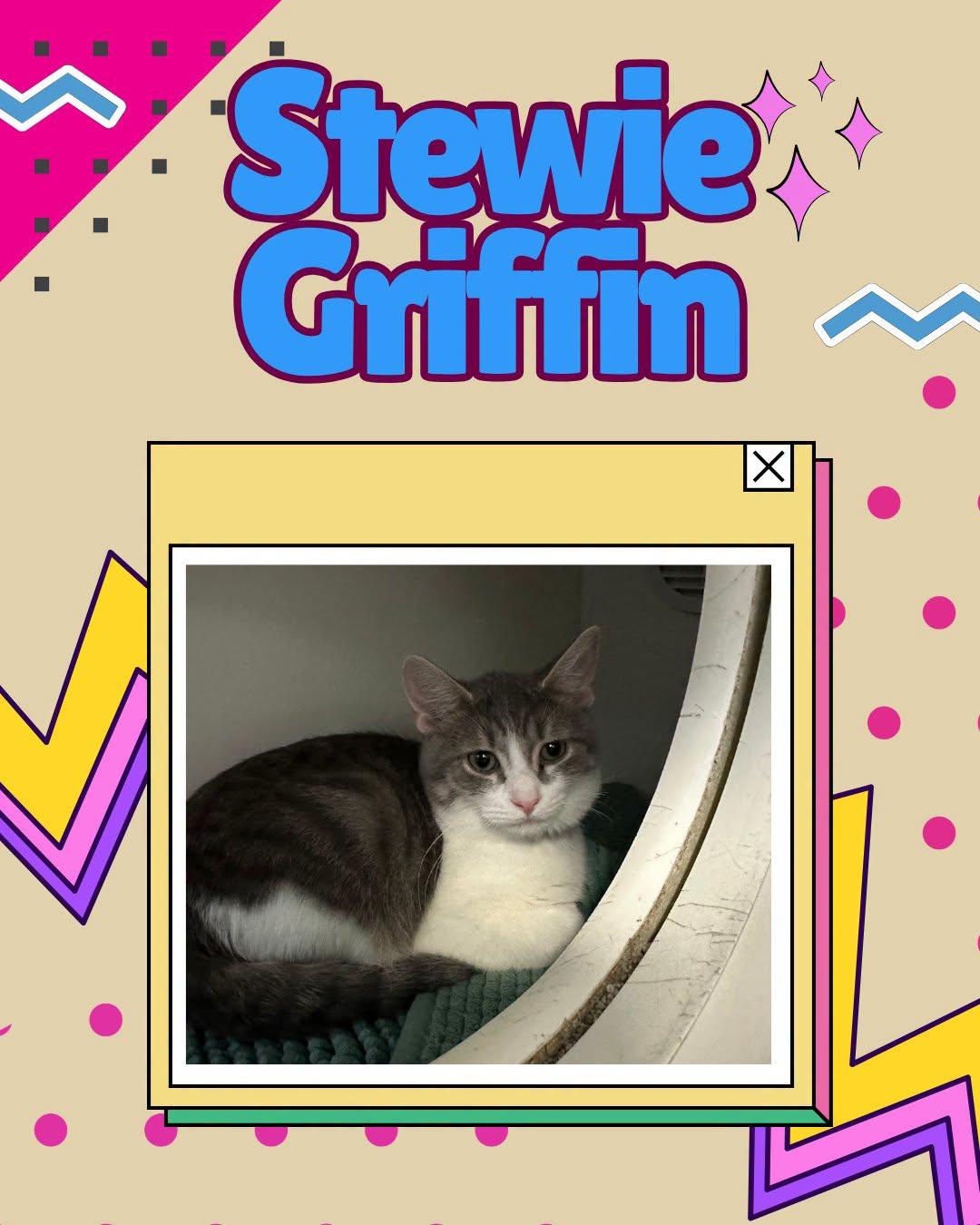 Enlarge Stewie Griffin, a Adoptable Domestic Short Hair in Clinton, IL image 3/3