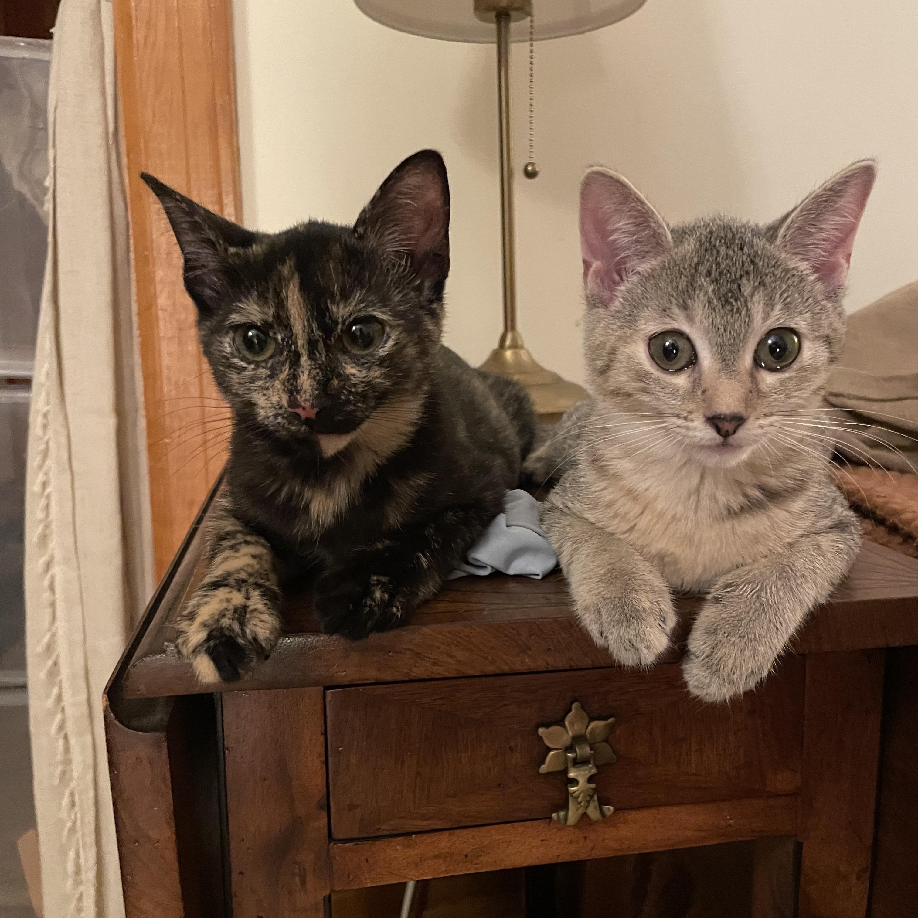 Enlarge Tadpole & Saltwater Pearl, a Adoptable Domestic Short Hair in brooklyn, NY image 6/6
