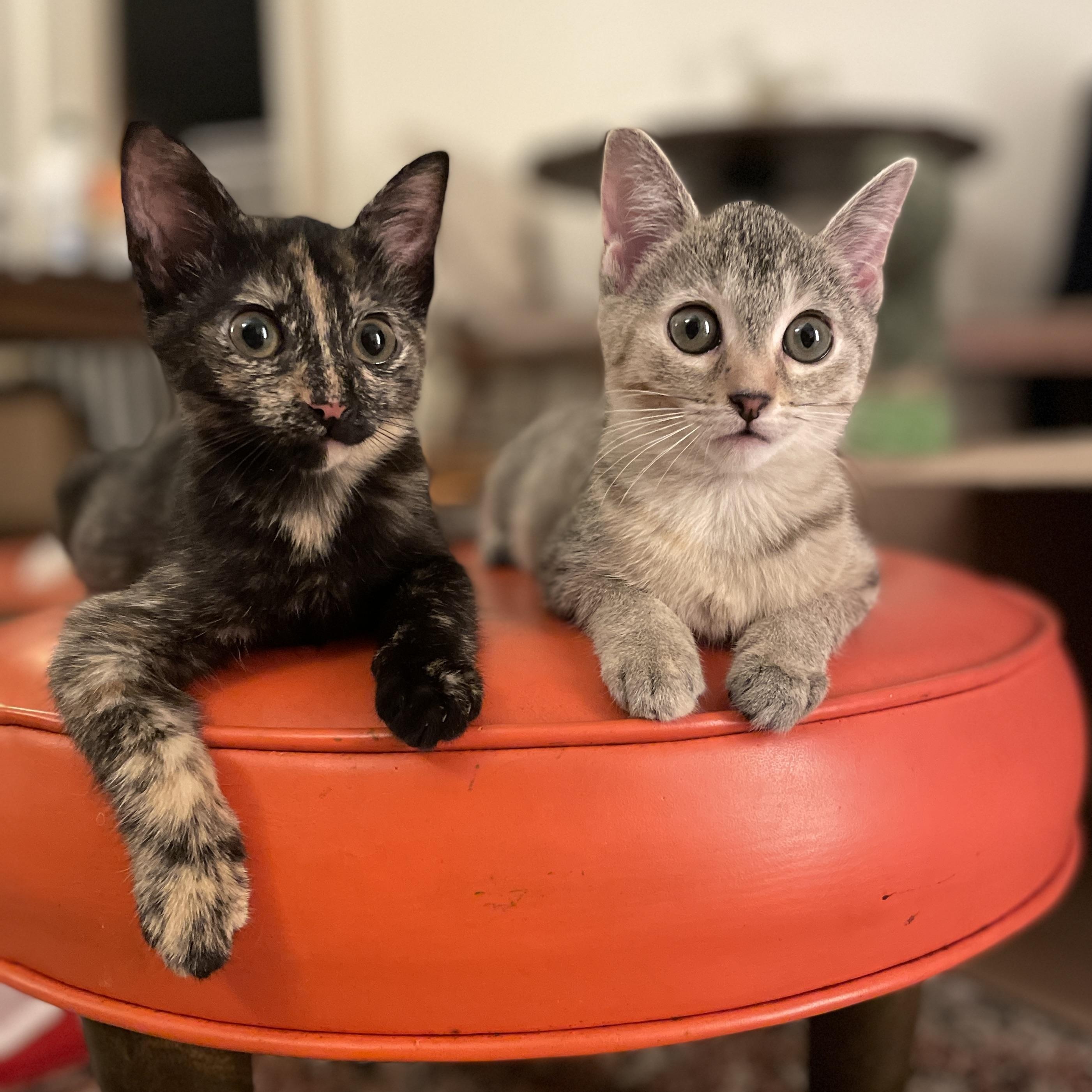 Enlarge Tadpole & Saltwater Pearl, a Adoptable Domestic Short Hair in brooklyn, NY image 1/6
