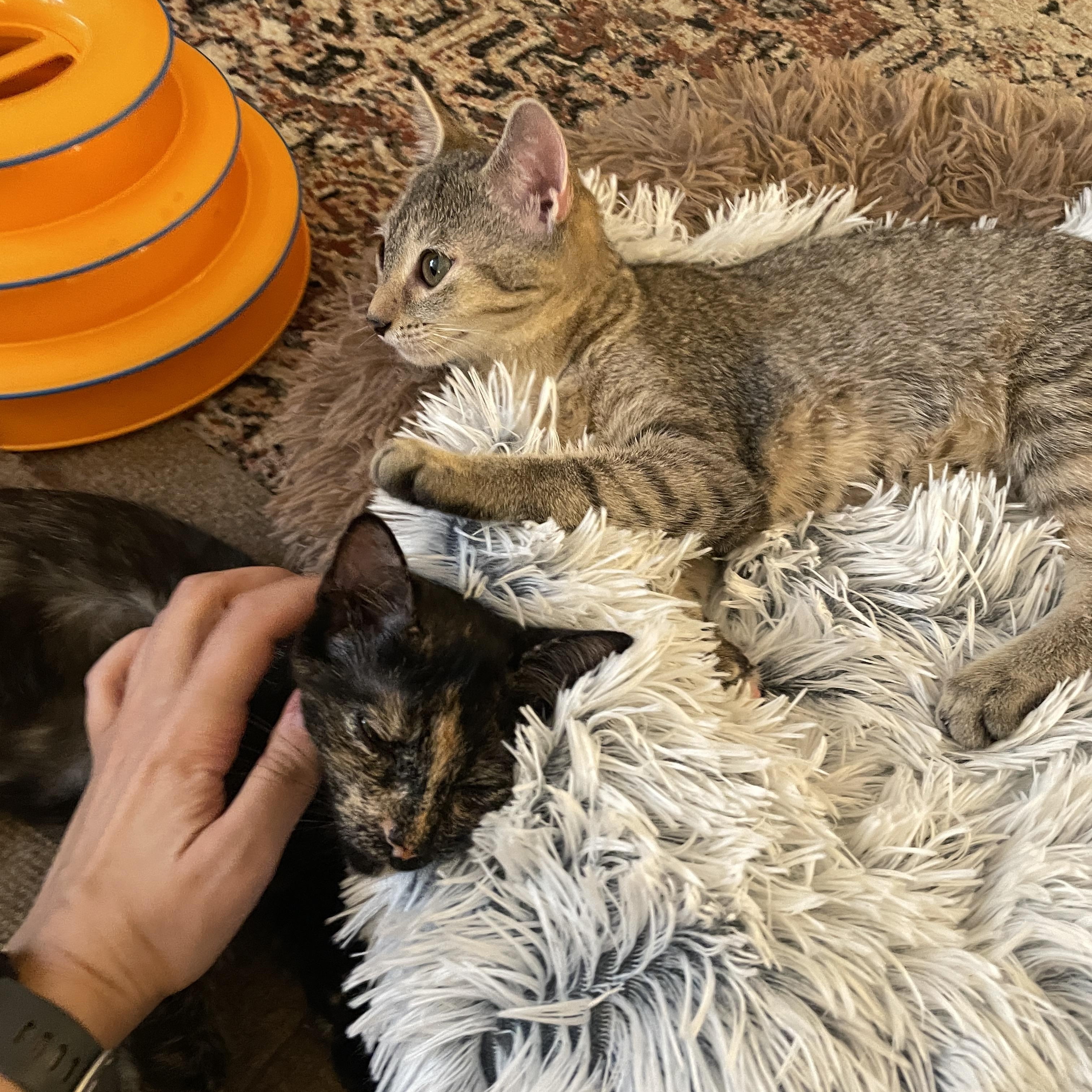 Enlarge Tadpole & Saltwater Pearl, a Adoptable Domestic Short Hair in brooklyn, NY image 5/6