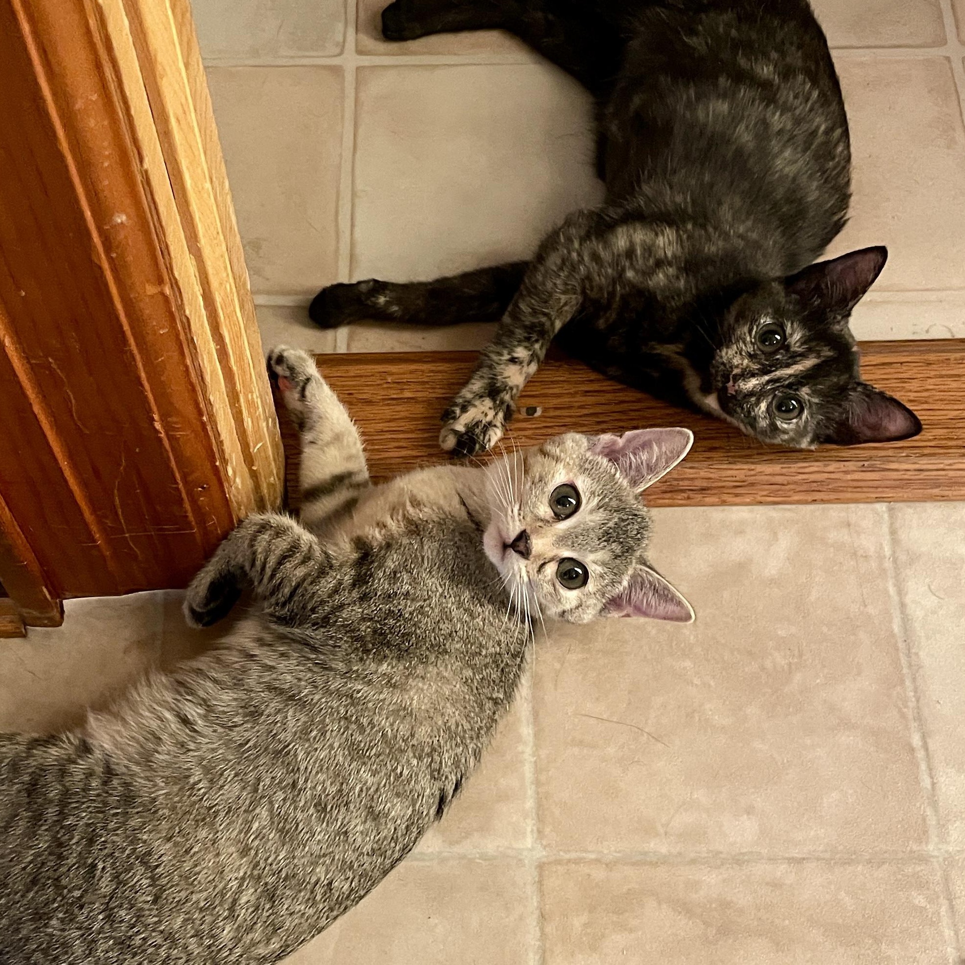 Enlarge Tadpole & Saltwater Pearl, a Adoptable Domestic Short Hair in brooklyn, NY image 3/6