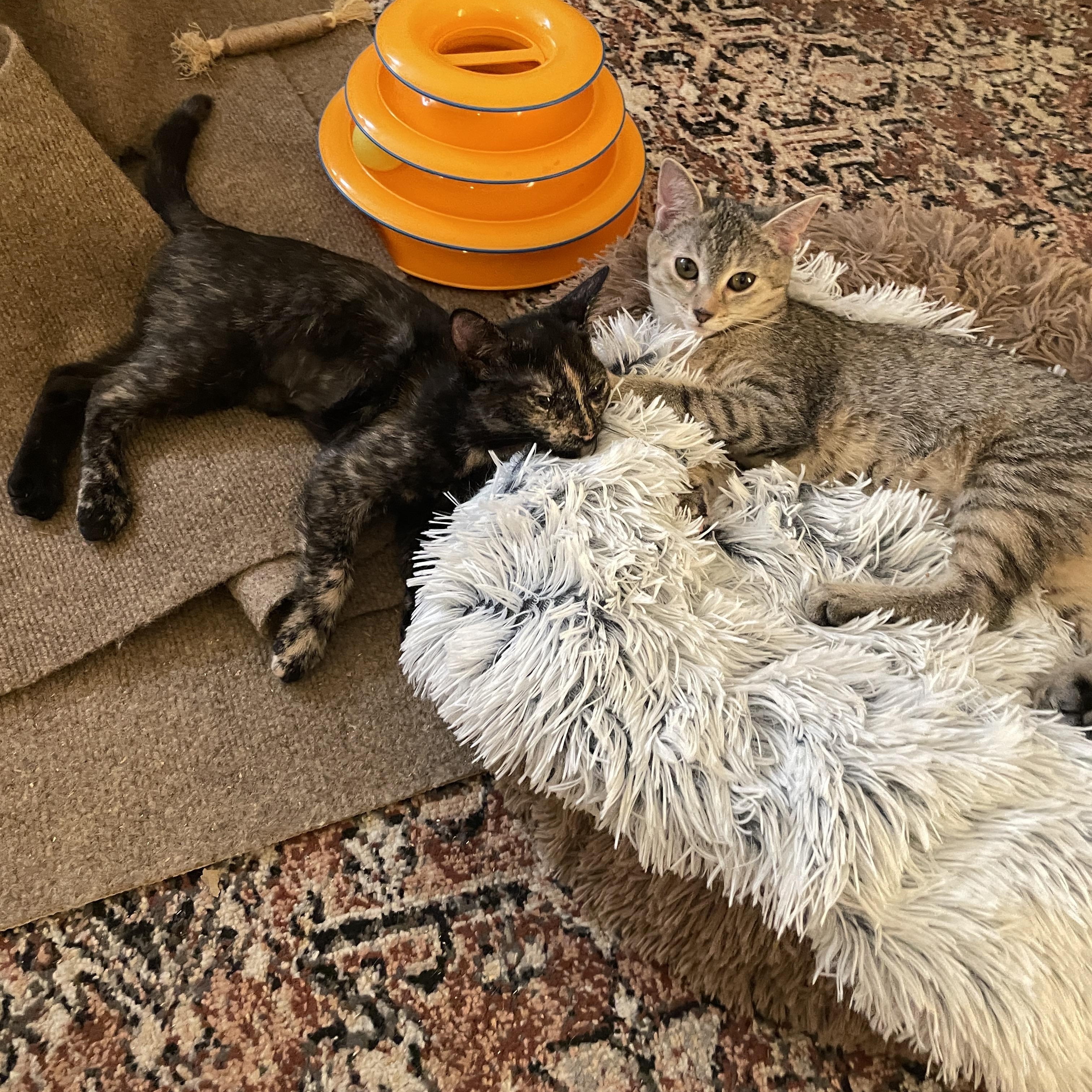 Enlarge Tadpole & Saltwater Pearl, a Adoptable Domestic Short Hair in brooklyn, NY image 4/6