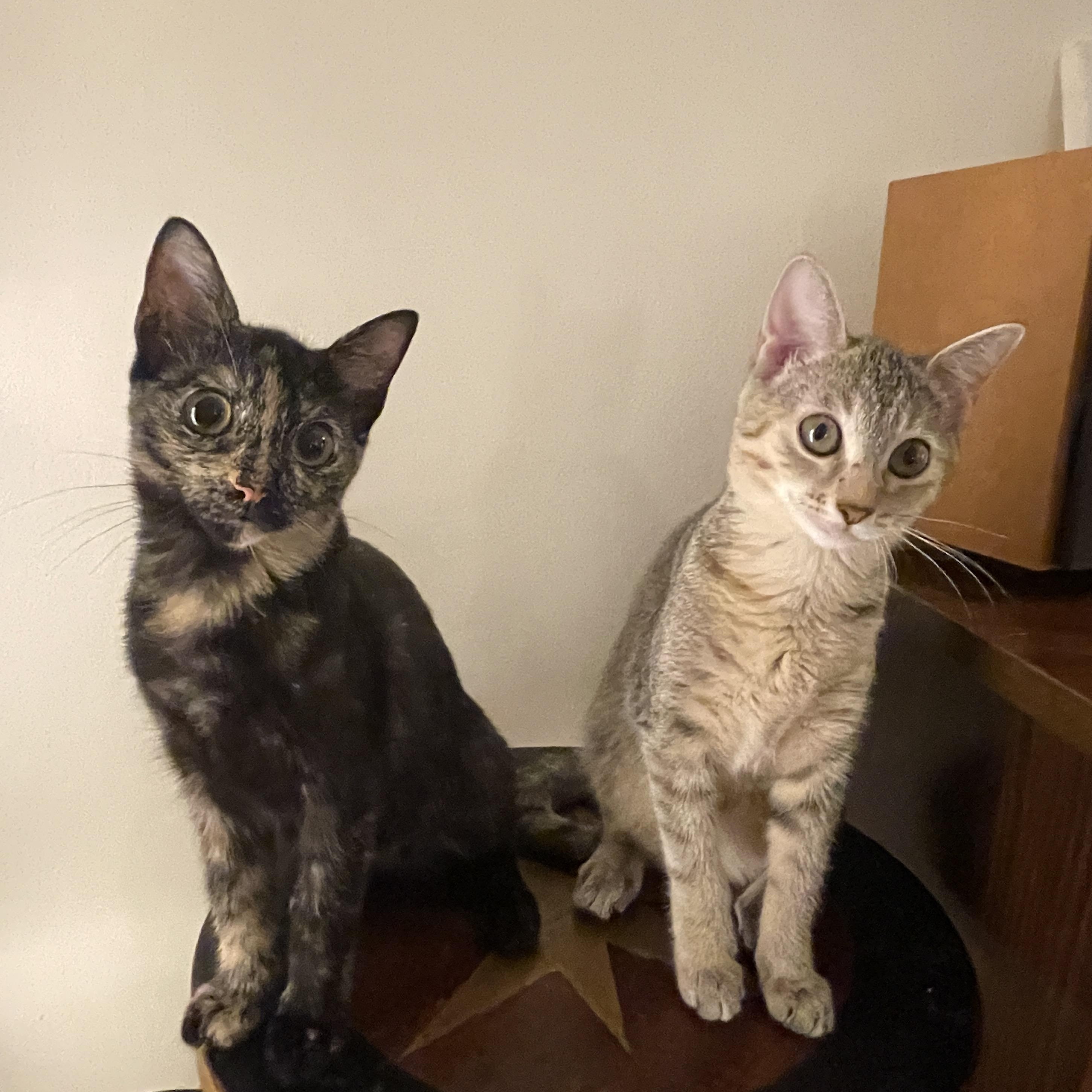 Enlarge Tadpole & Saltwater Pearl, a Adoptable Domestic Short Hair in brooklyn, NY image 2/6