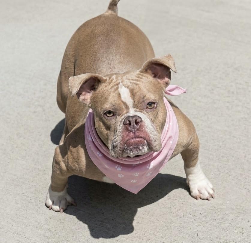 Imara, ADOPTABLE, Adult Female Bulldog.