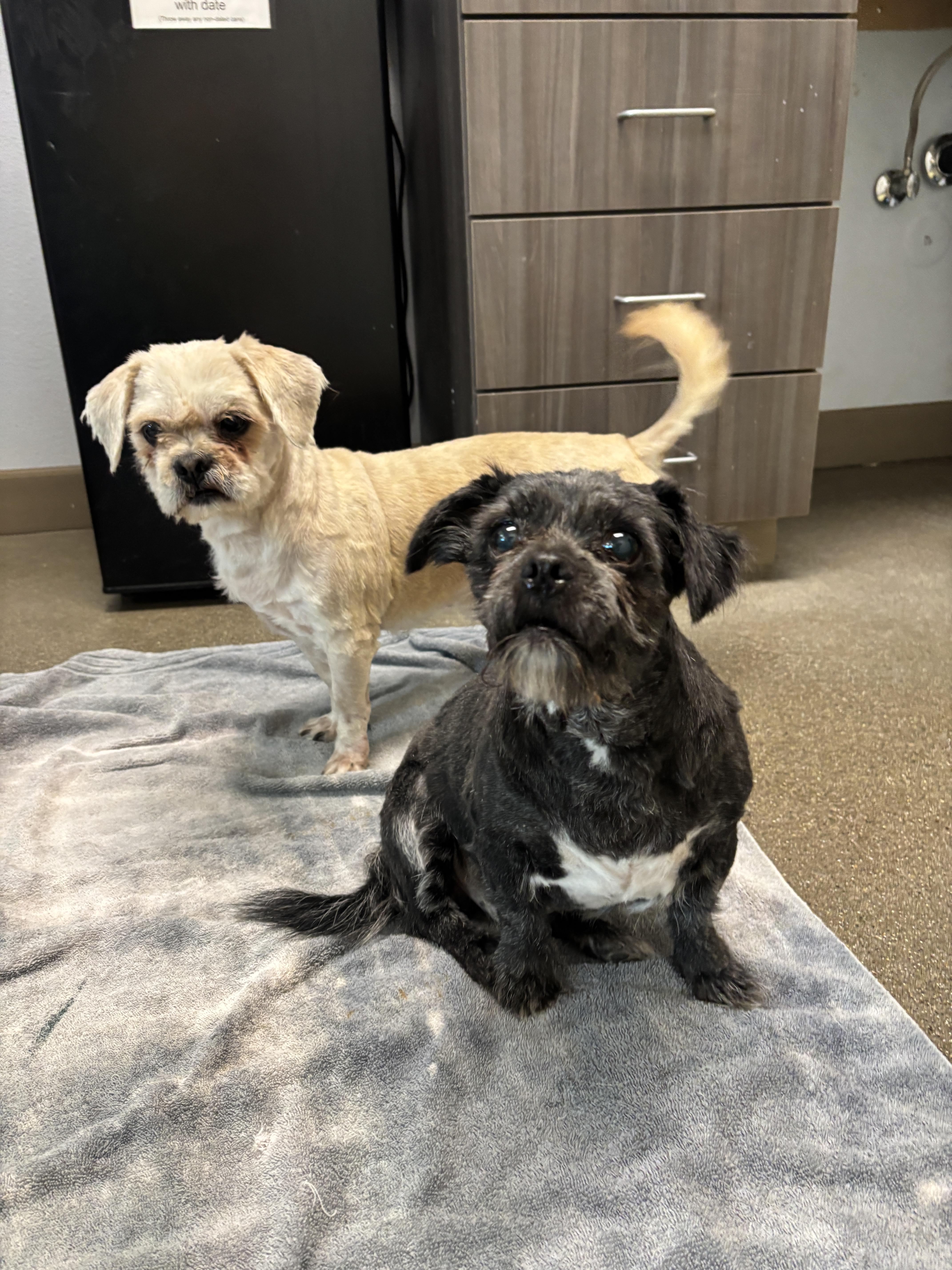 Enlarge Wesley (Bonded to Warren), a Adoptable mixed breed in Chico, CA image 1/4