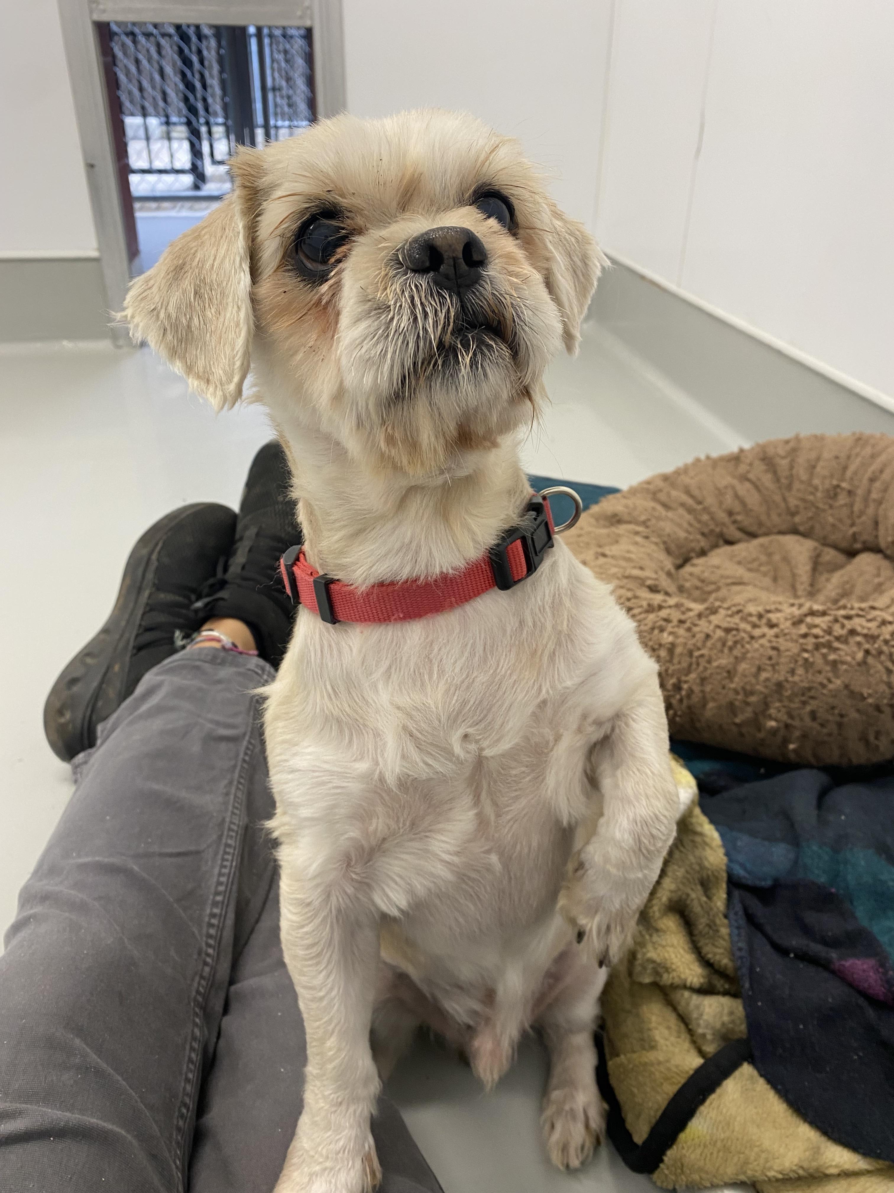 Wesley (Bonded to Warren) - Adoption fee partially sponsored by the Carter Family, Adoptable, Adult Male Shih Tzu.