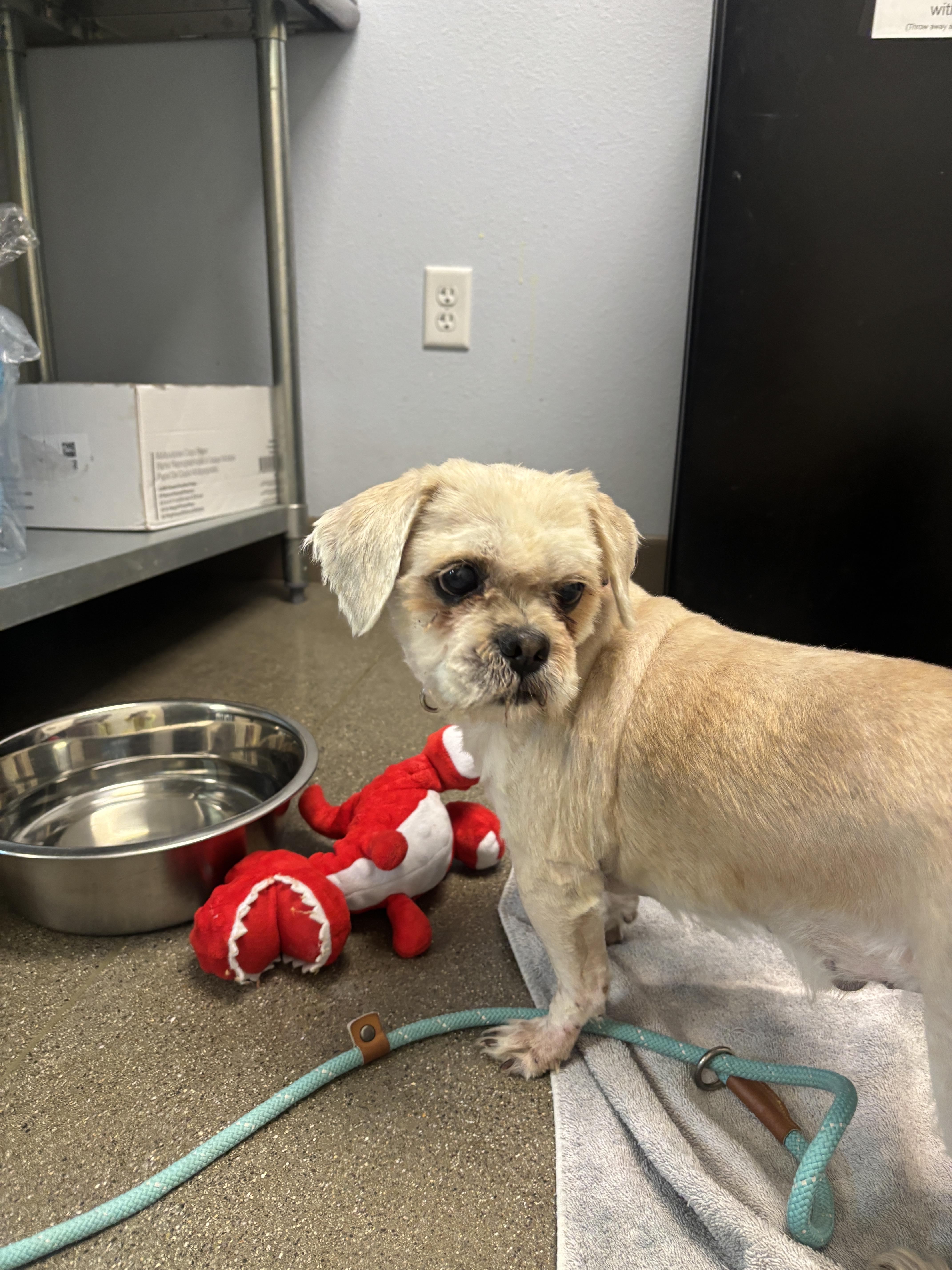 Enlarge Wesley (Bonded to Warren), a Adoptable mixed breed in Chico, CA image 3/4