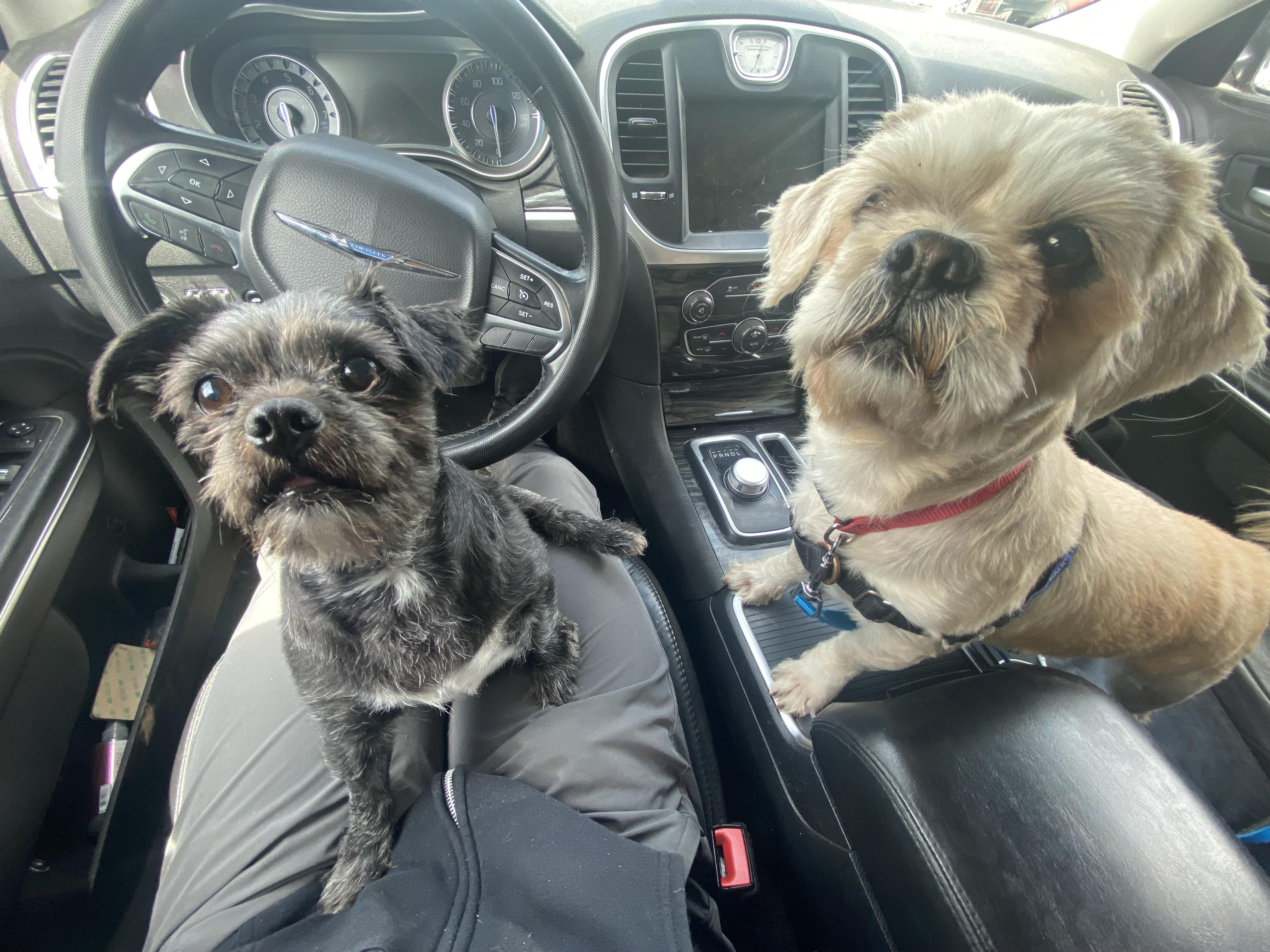 Enlarge Wesley (Bonded to Warren) - Adoption fee partially sponsored by the Carter Family, a Adoptable mixed breed in Chico, CA image 4/6