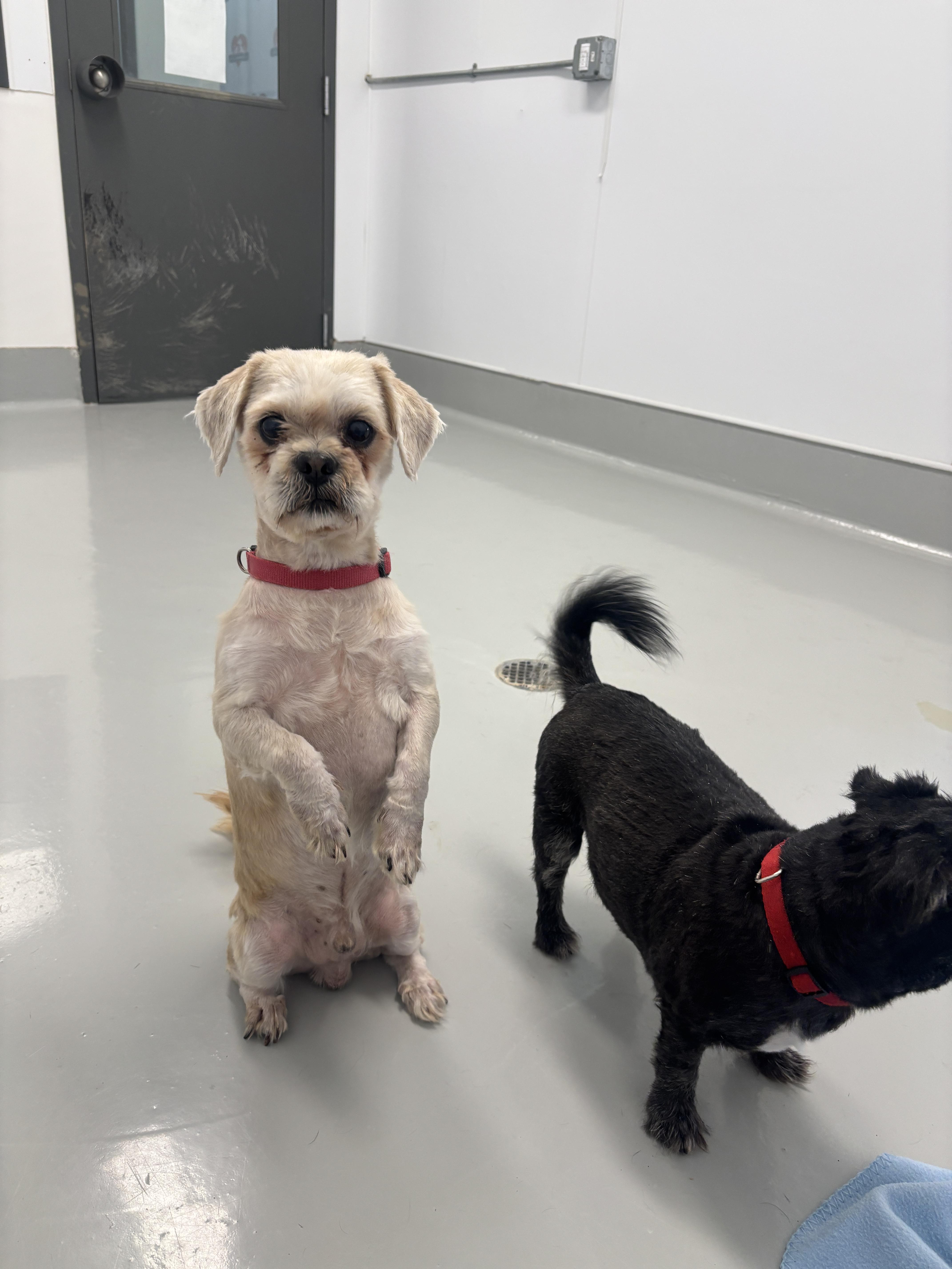 Enlarge Wesley (Bonded to Warren), a Adoptable mixed breed in Chico, CA image 4/4