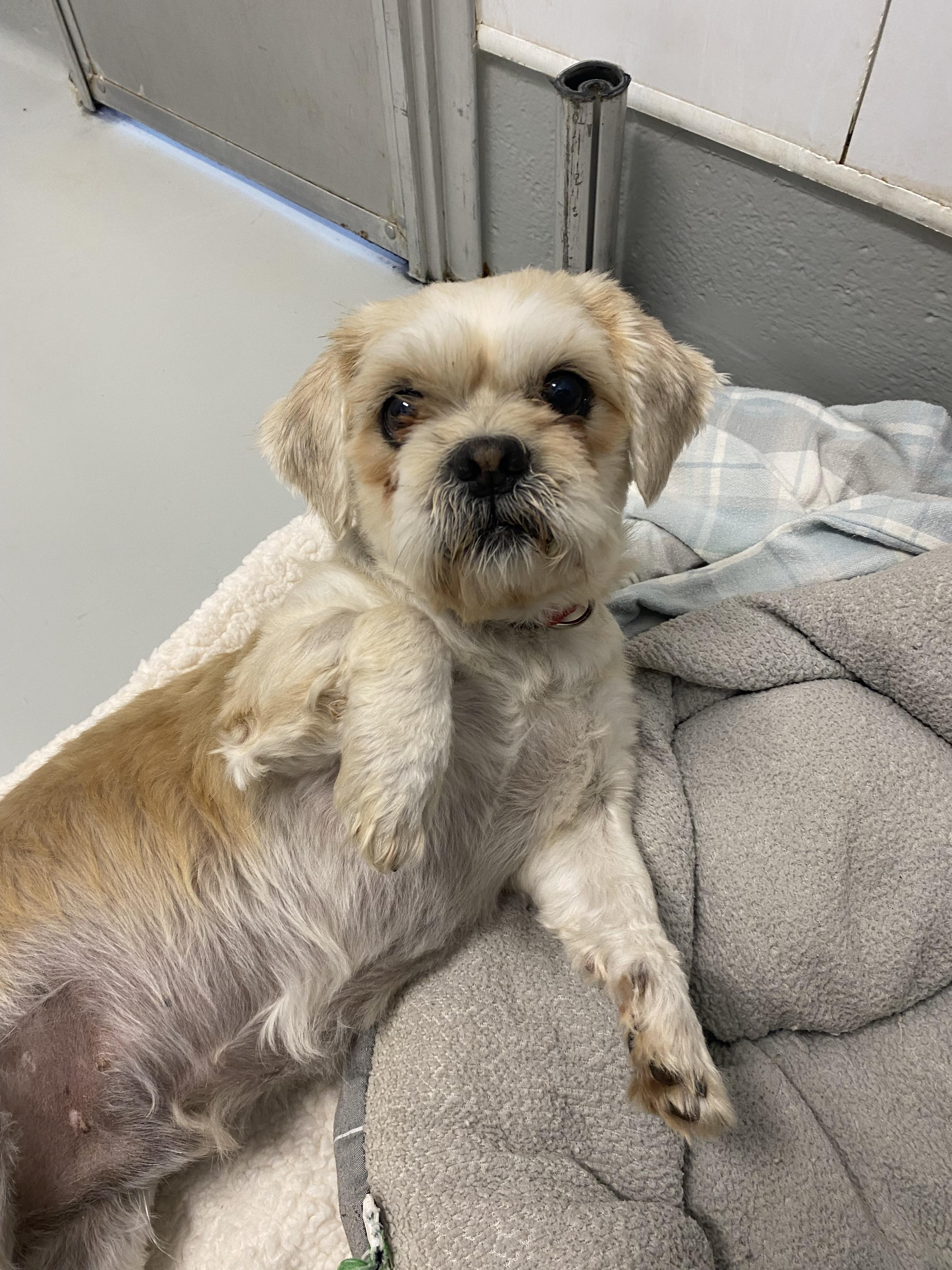 Enlarge Wesley - Adoption fee fully sponsored by the Carter Family and Debbie Enos, a Adoptable mixed breed in Chico, CA image 3/6
