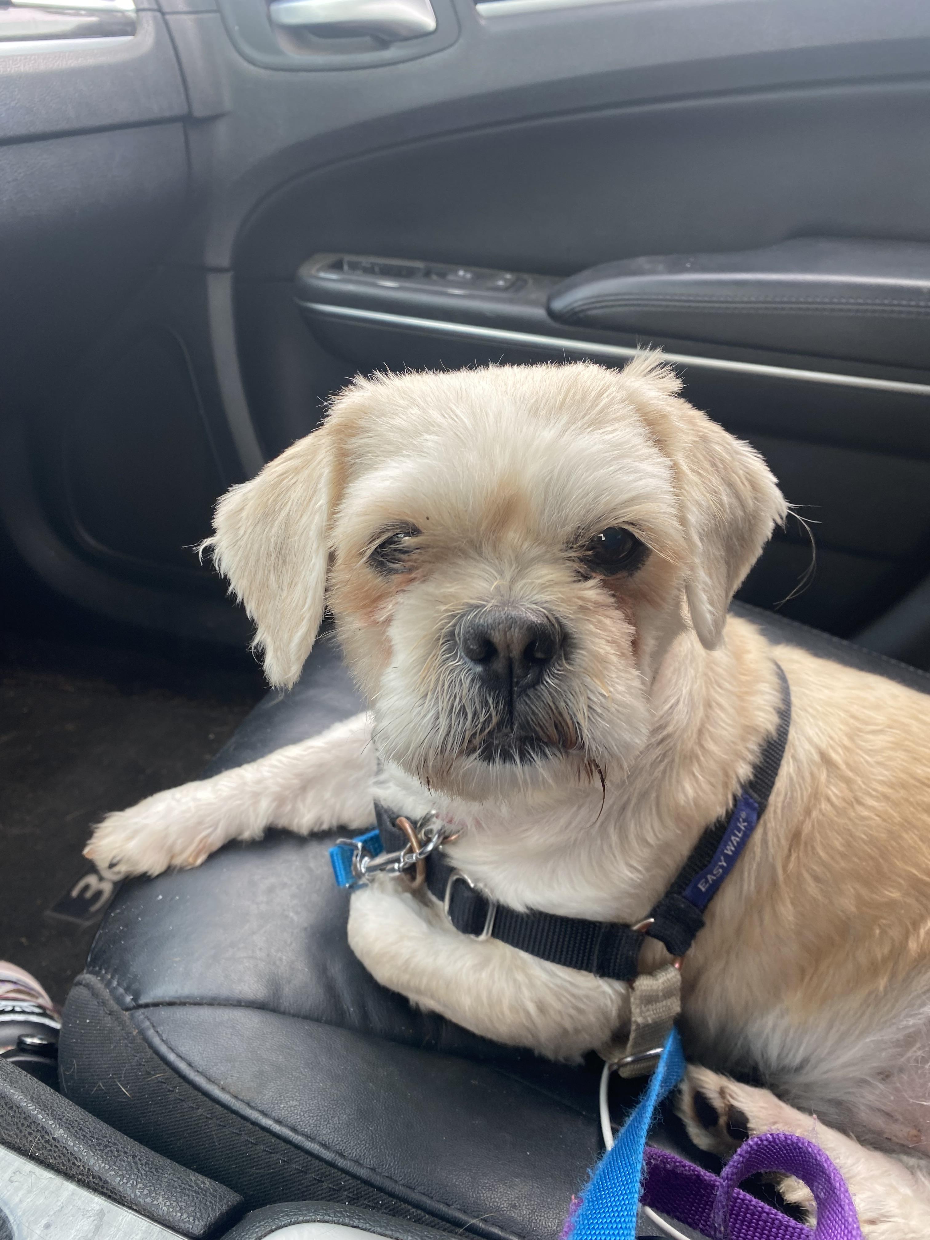 Enlarge Wesley (Bonded to Warren) - Adoption fee partially sponsored by the Carter Family, a Adoptable mixed breed in Chico, CA image 6/6