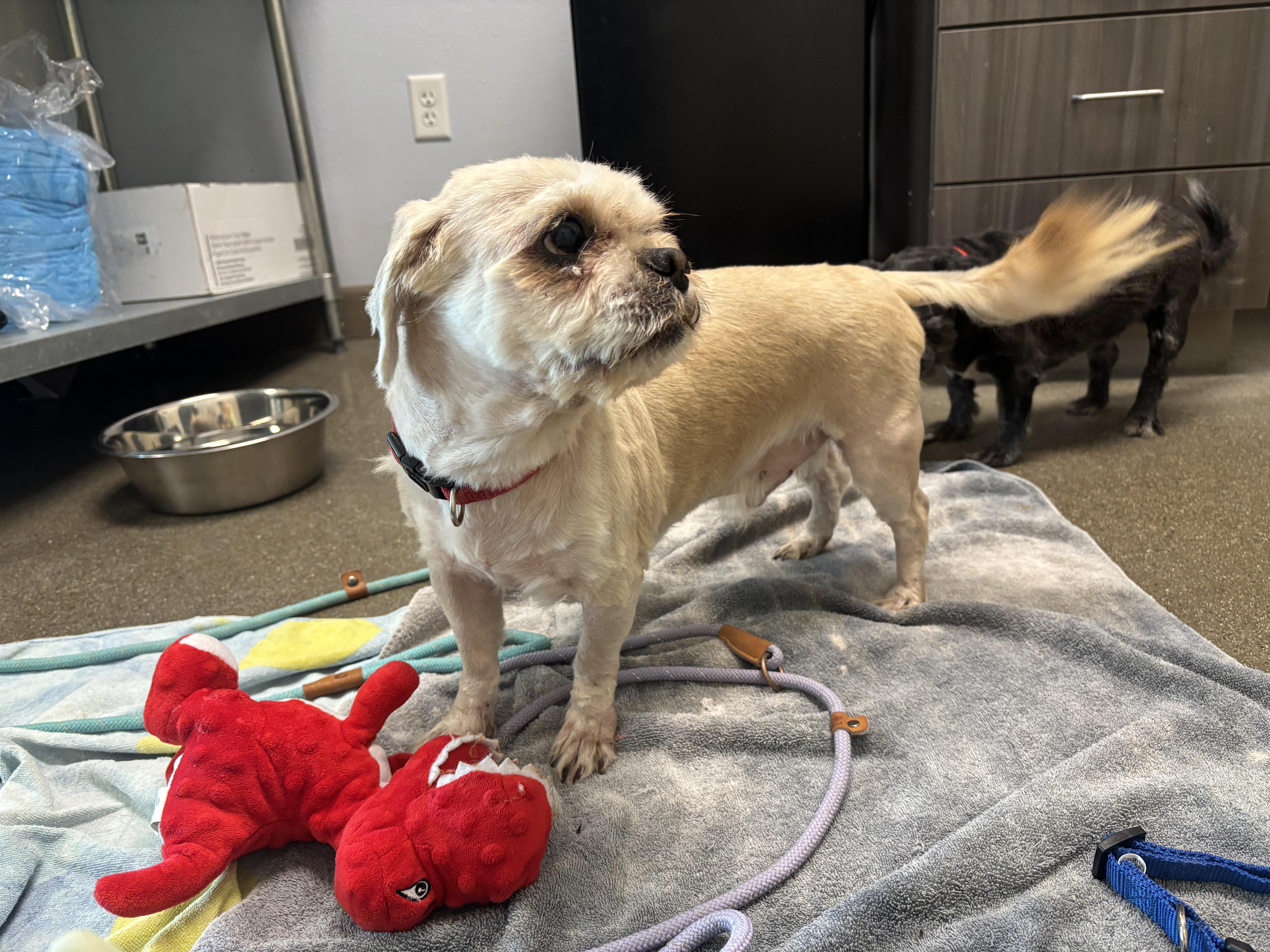 Enlarge Wesley - Adoption fee fully sponsored by the Carter Family and Debbie Enos, a Adoptable mixed breed in Chico, CA image 5/6