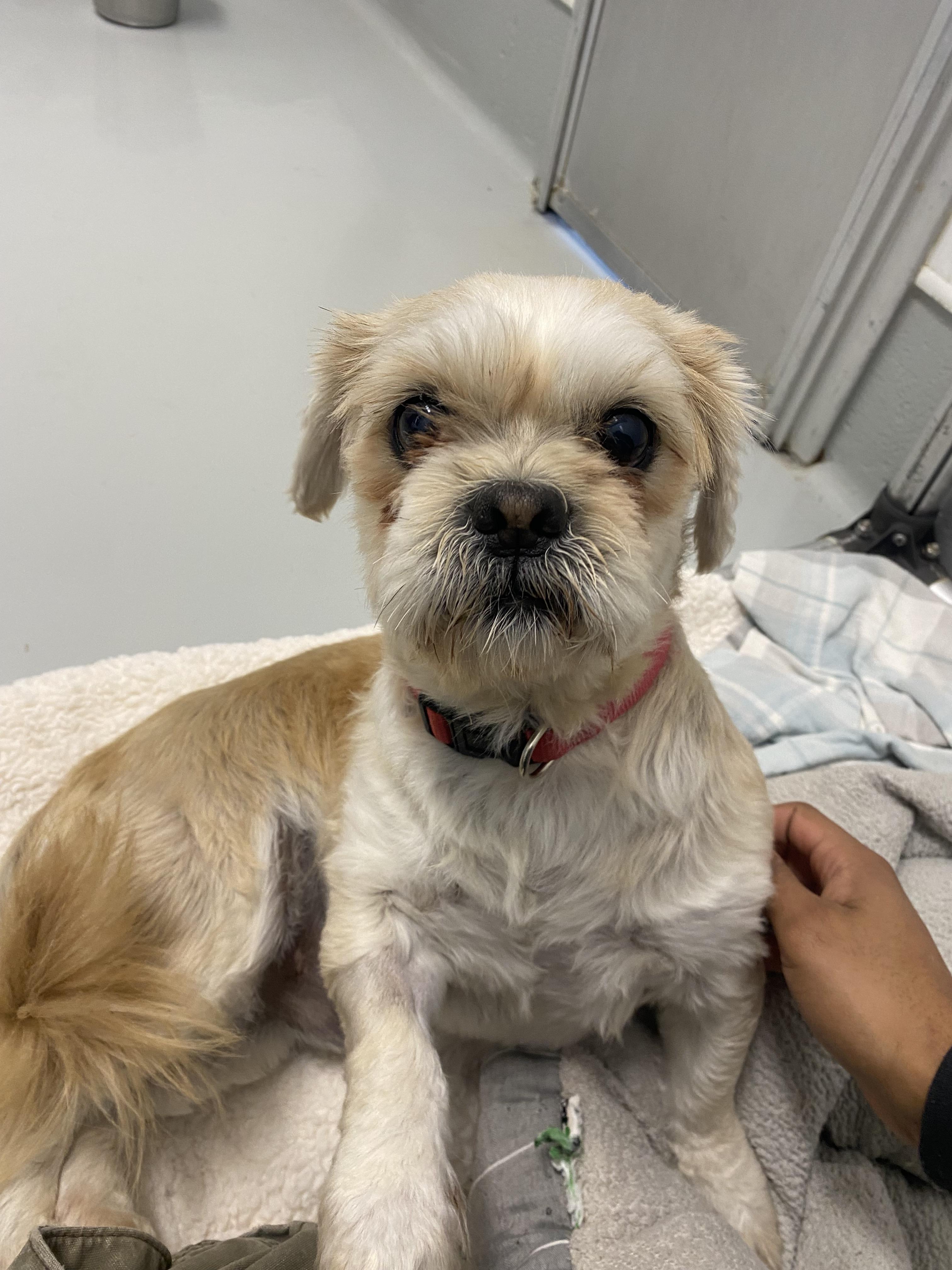 Enlarge Wesley - Adoption fee fully sponsored by the Carter Family and Debbie Enos, a Adoptable mixed breed in Chico, CA image 6/6