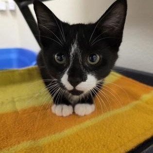 Frost - Purrecious baby boy!, an adoptable Domestic Short Hair in Oshkosh, WI image 3/3