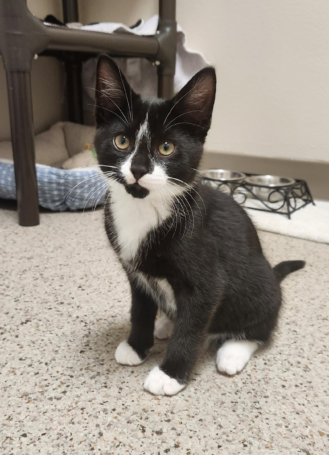 Frost - Purrecious baby boy!, adoptable, Kitten Male Domestic Short Hair.