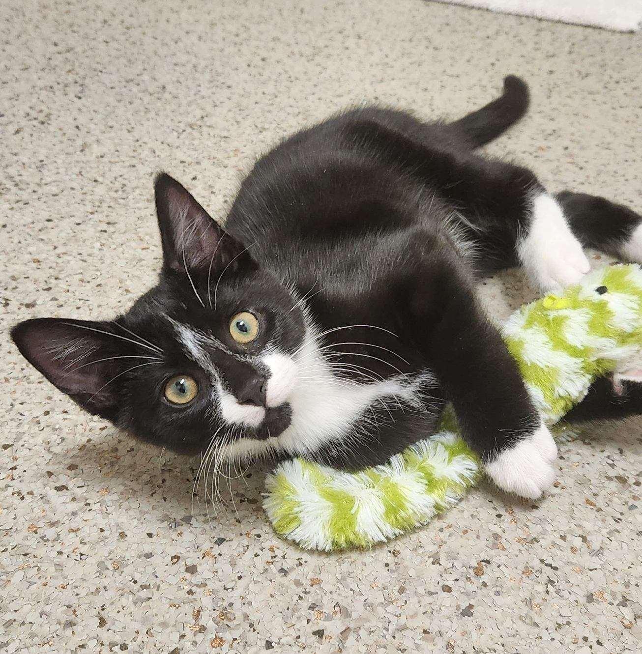 Frost - Purrecious baby boy!, an adoptable Domestic Short Hair in Oshkosh, WI image 2/3
