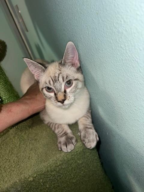 Enlarge Ames (Bonded to Gains, I will purr all day for you - Russian Blue), a Adoptable mixed breed in Staunton, VA image 6/6