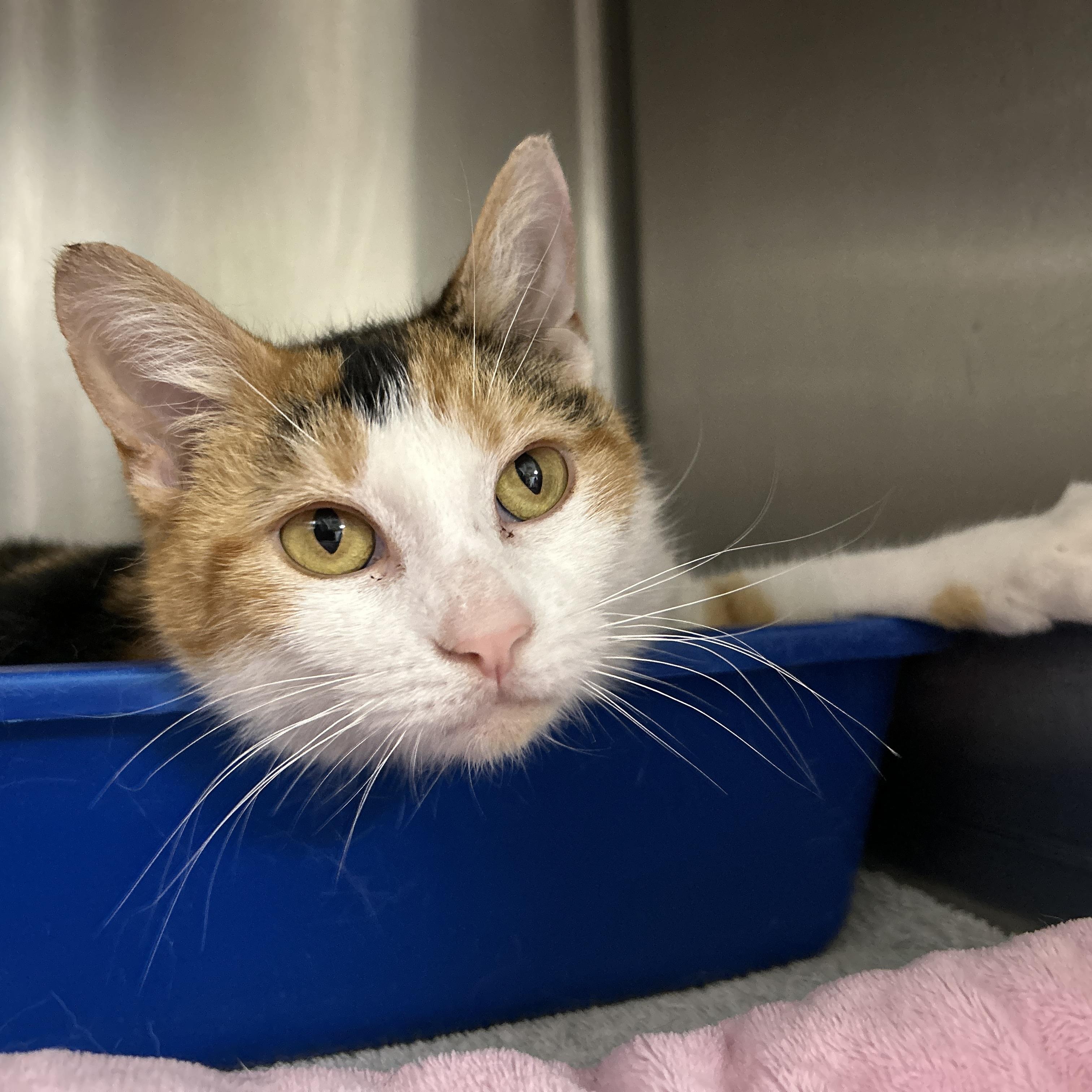 Enlarge Kip, an adopted Domestic Short Hair in La Grange Park, IL image 5/5