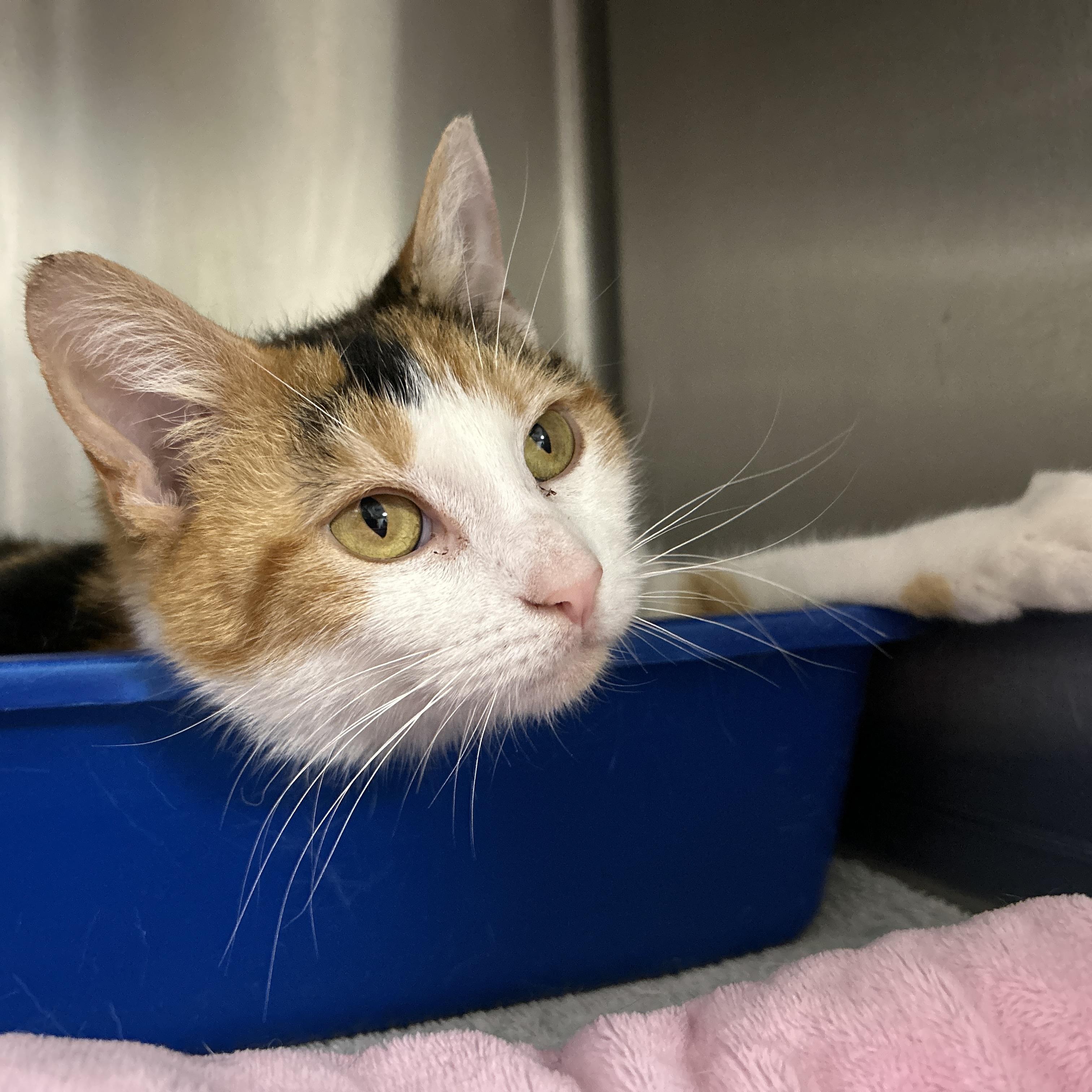 Enlarge Kip, an adopted Domestic Short Hair in La Grange Park, IL image 2/5