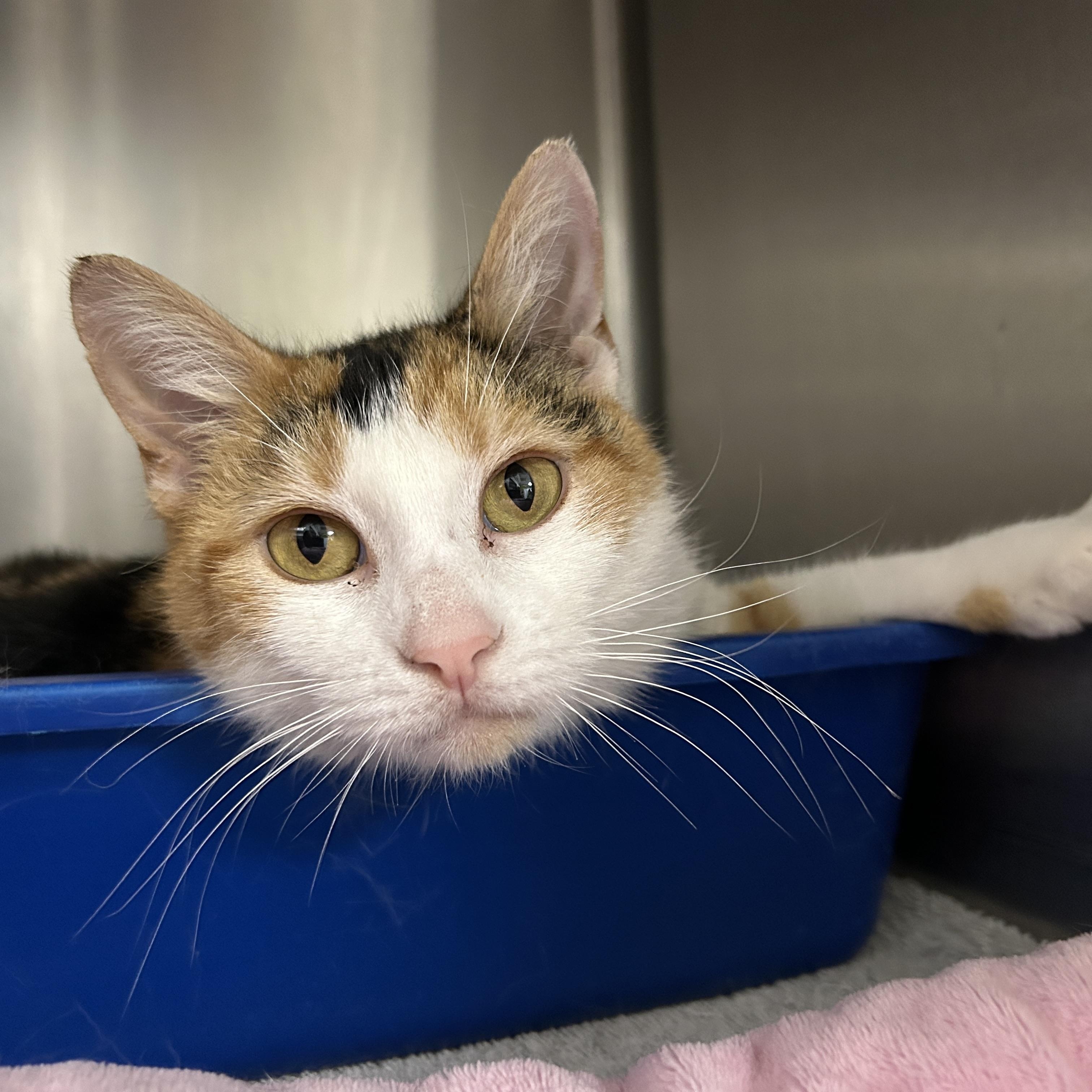 Enlarge Kip, an adopted Domestic Short Hair in La Grange Park, IL image 1/5