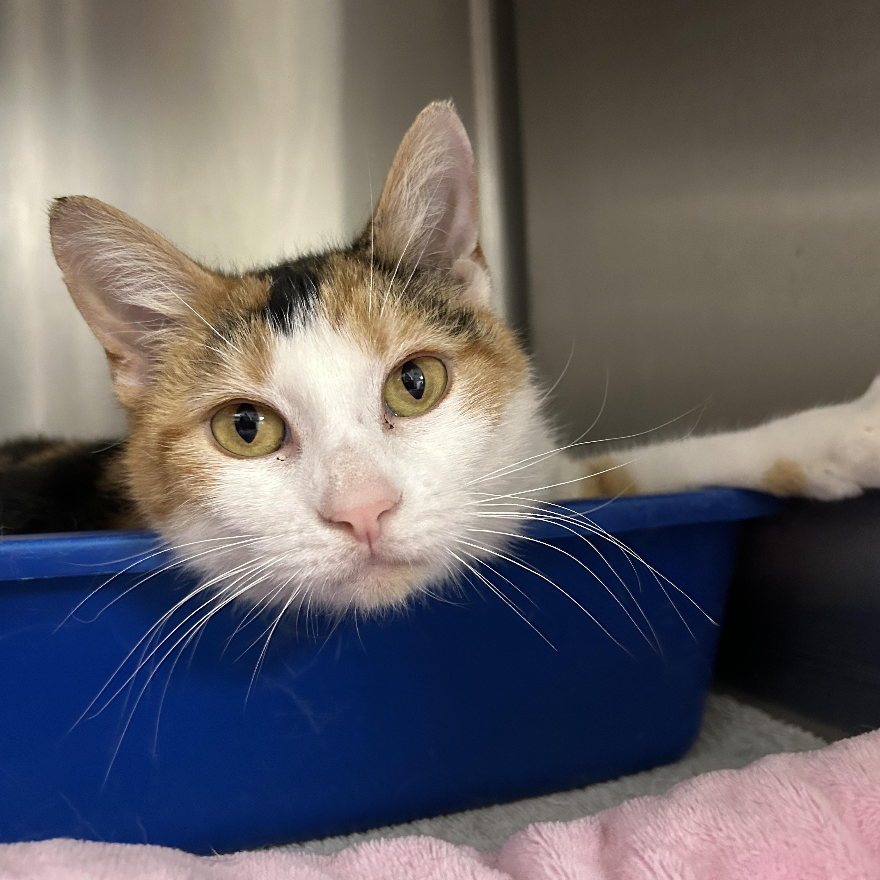 Enlarge Kip, an adopted Domestic Short Hair in La Grange Park, IL image 4/5