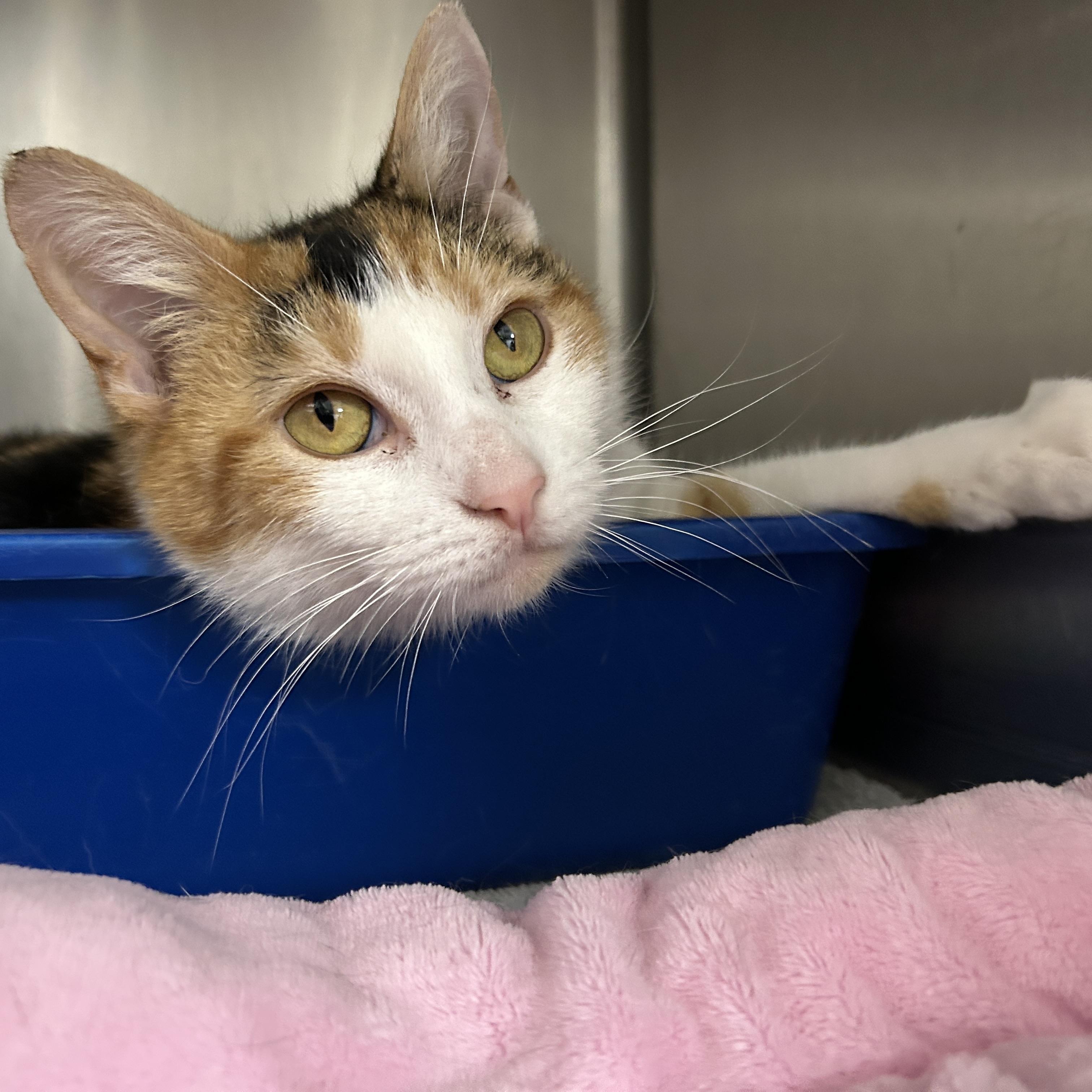 Enlarge Kip, an adopted Domestic Short Hair in La Grange Park, IL image 3/5